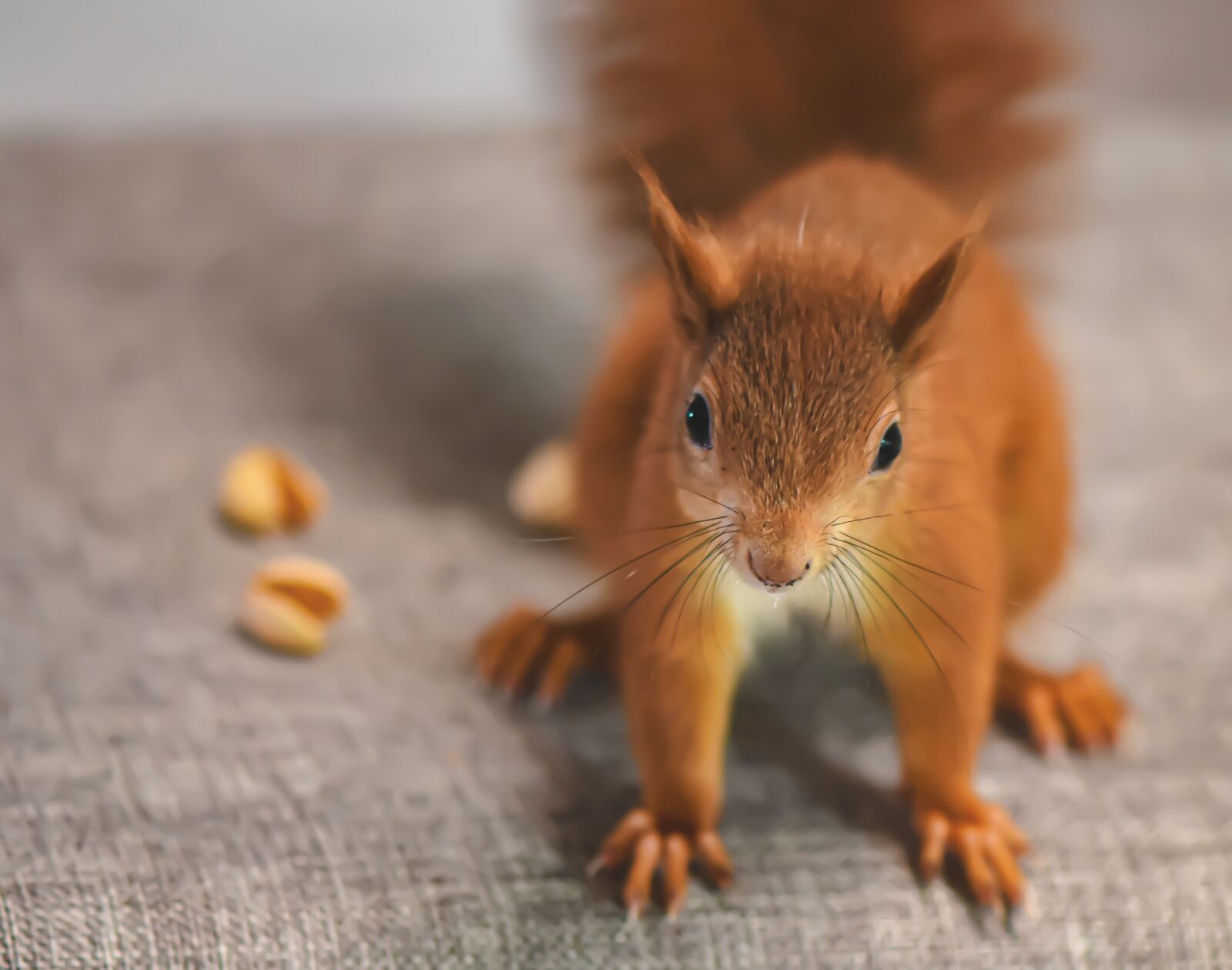 Nikon D7200 sample photo. Squirrel, baby, young animal photography