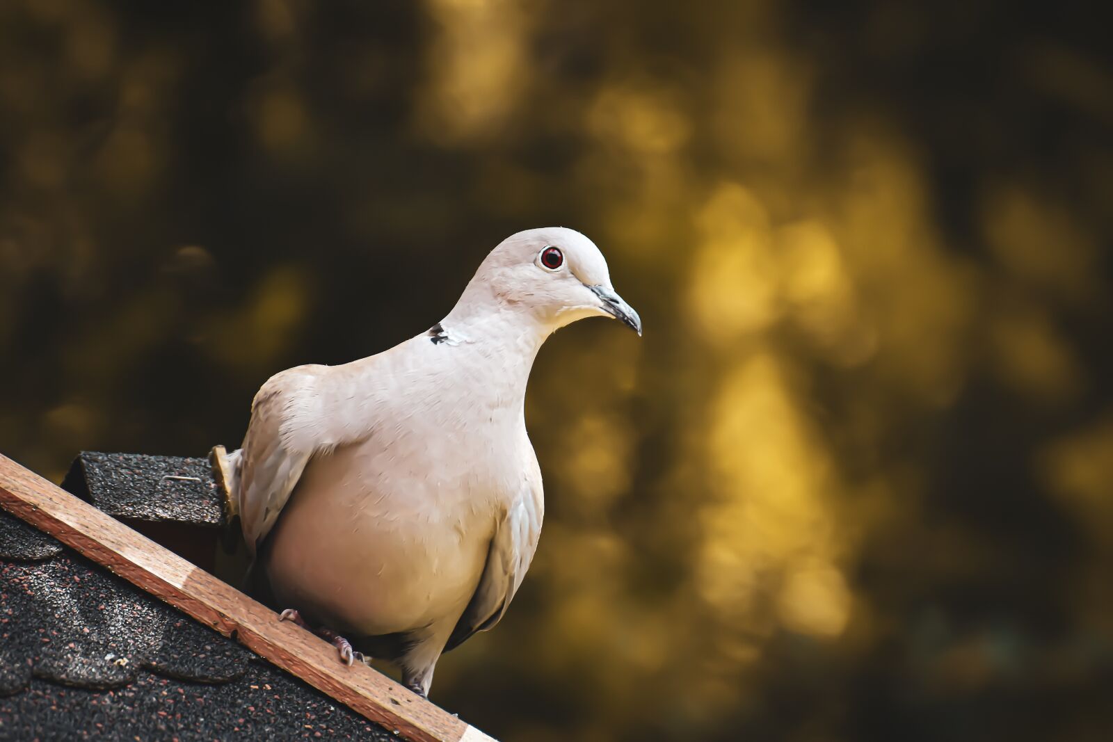 Nikon D7200 sample photo. Collared, bird, plumage photography