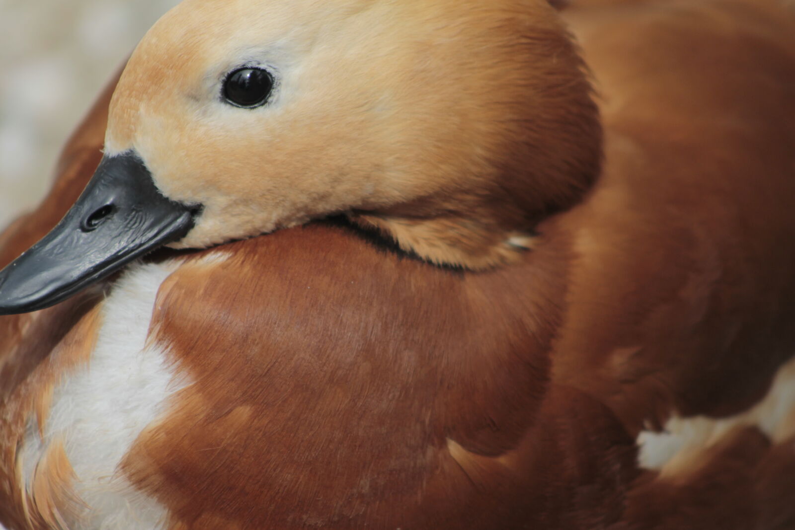 Canon EOS 1100D (EOS Rebel T3 / EOS Kiss X50) + Canon EF 75-300mm f/4-5.6 USM sample photo. Brown, duck photography