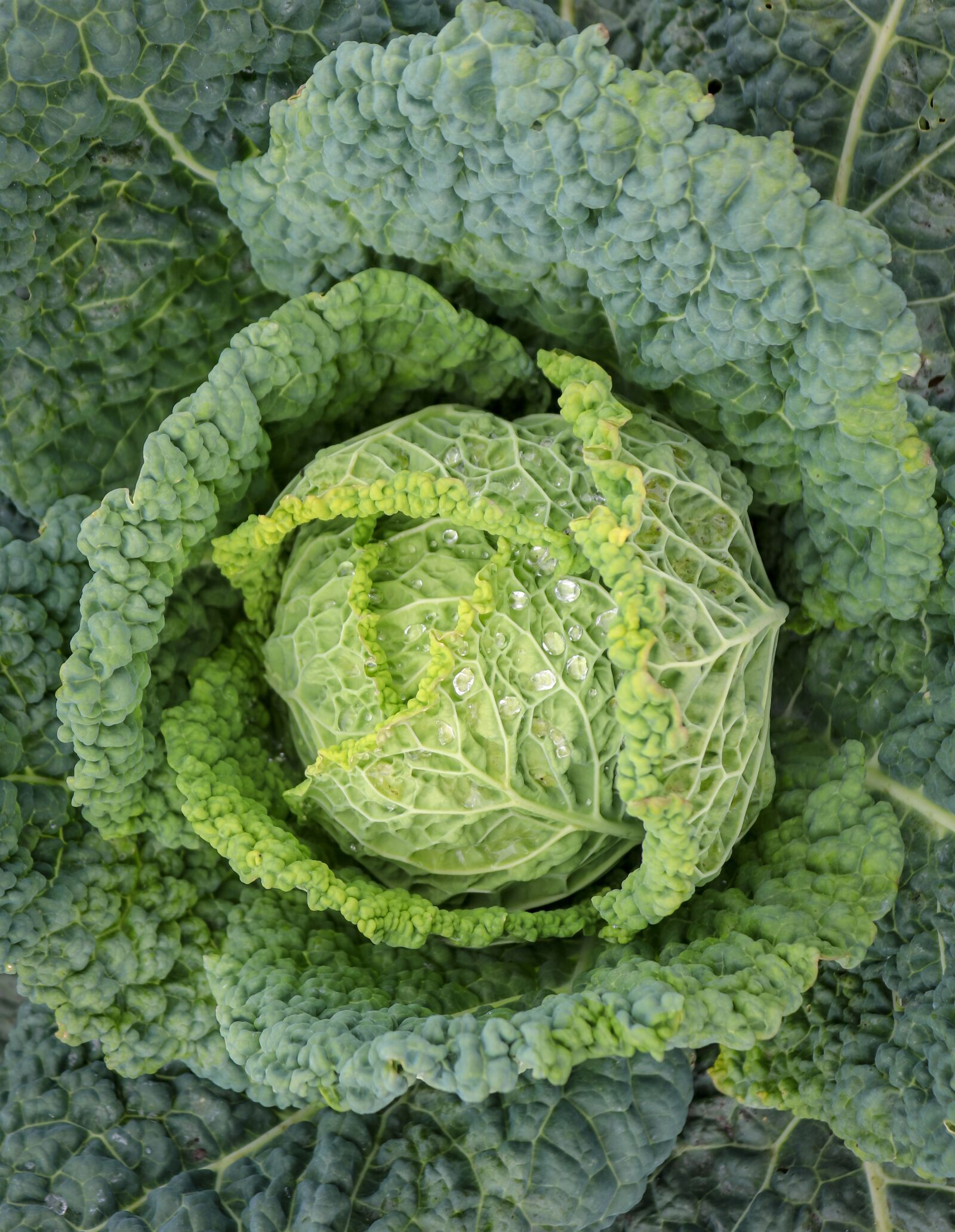 Canon EOS 200D (EOS Rebel SL2 / EOS Kiss X9) sample photo. Vegetables, savoy, food photography