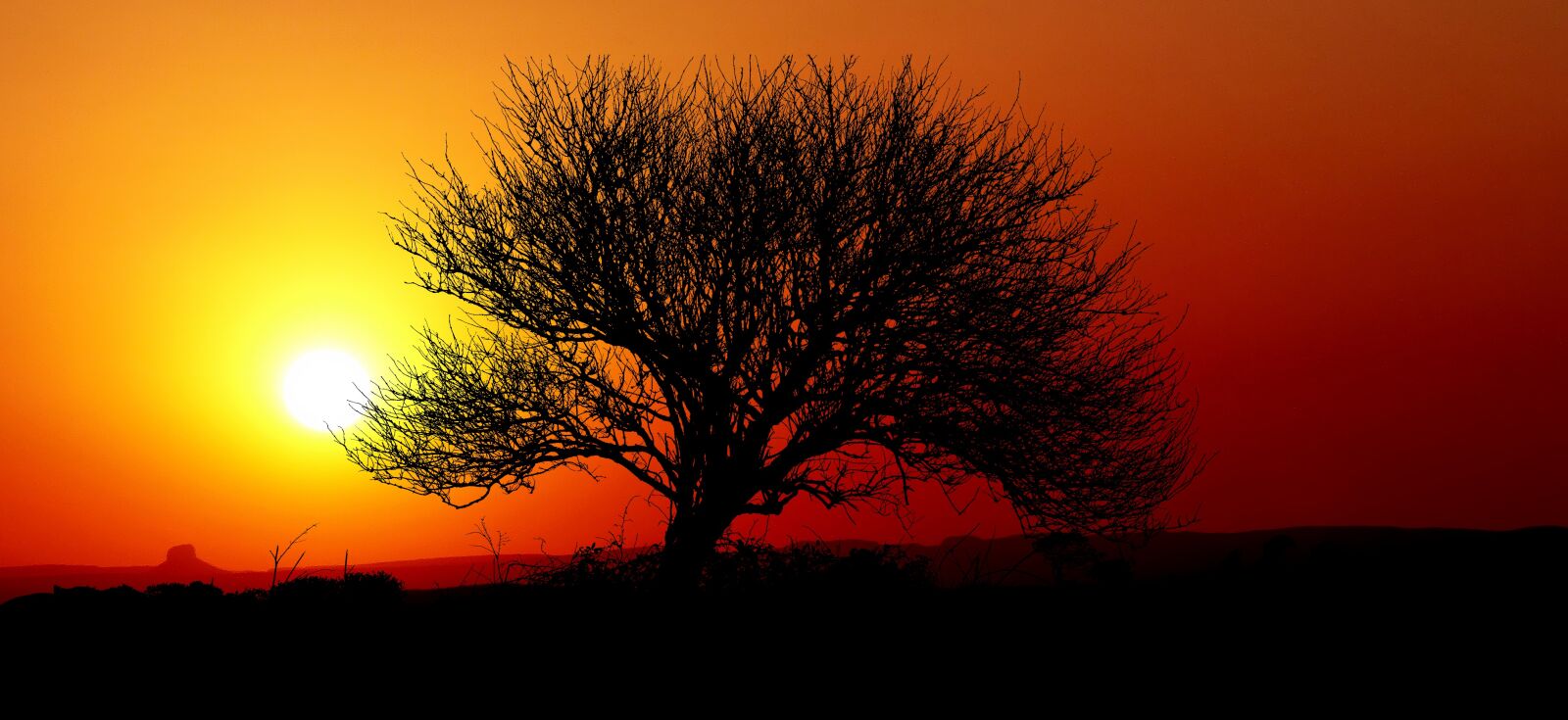 Panasonic Lumix DMC-FZ200 sample photo. Sunset, nature, tree photography