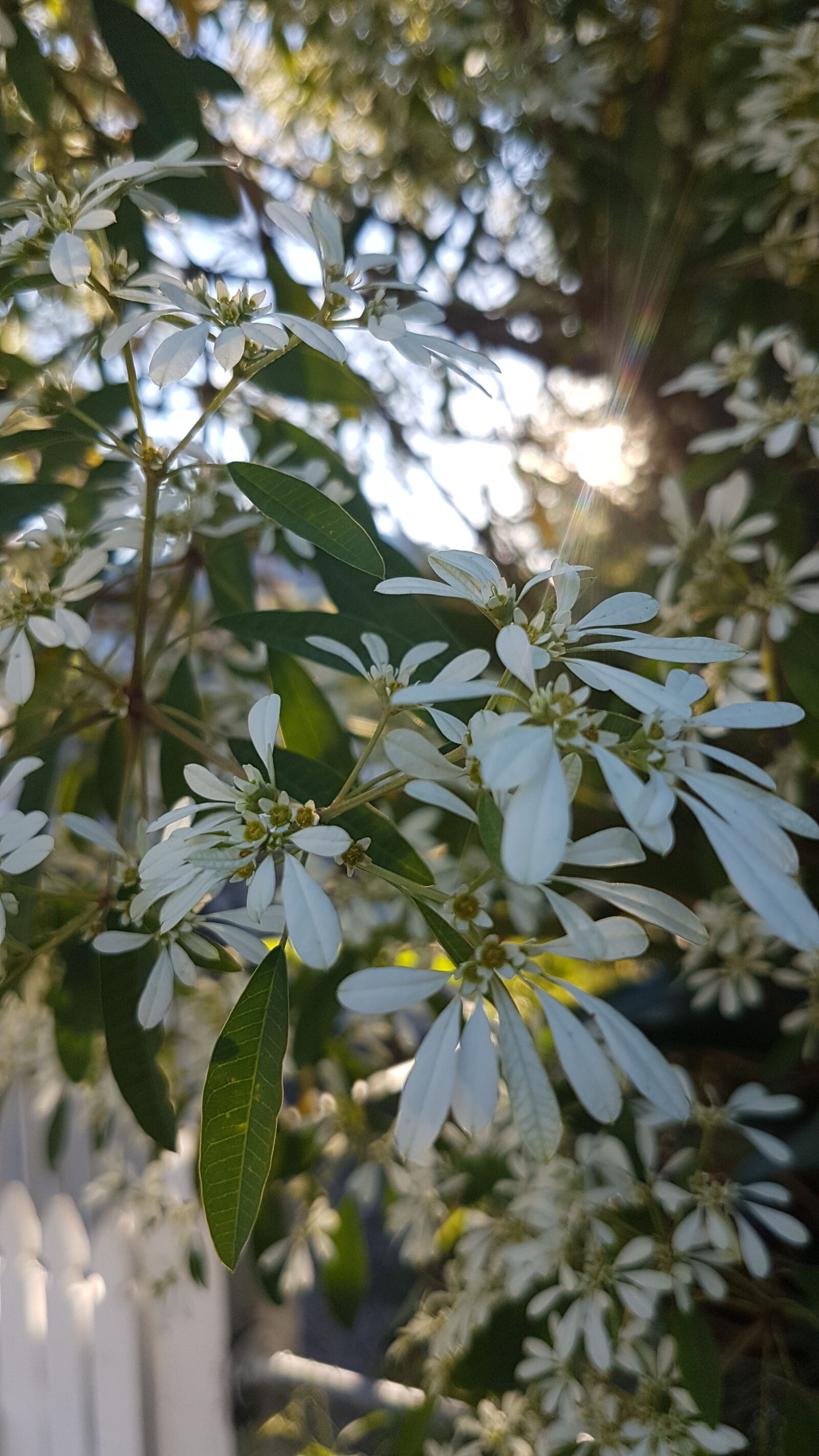 Samsung Galaxy S7 sample photo. Backgrounds, beautiful, beautiful, flowers photography