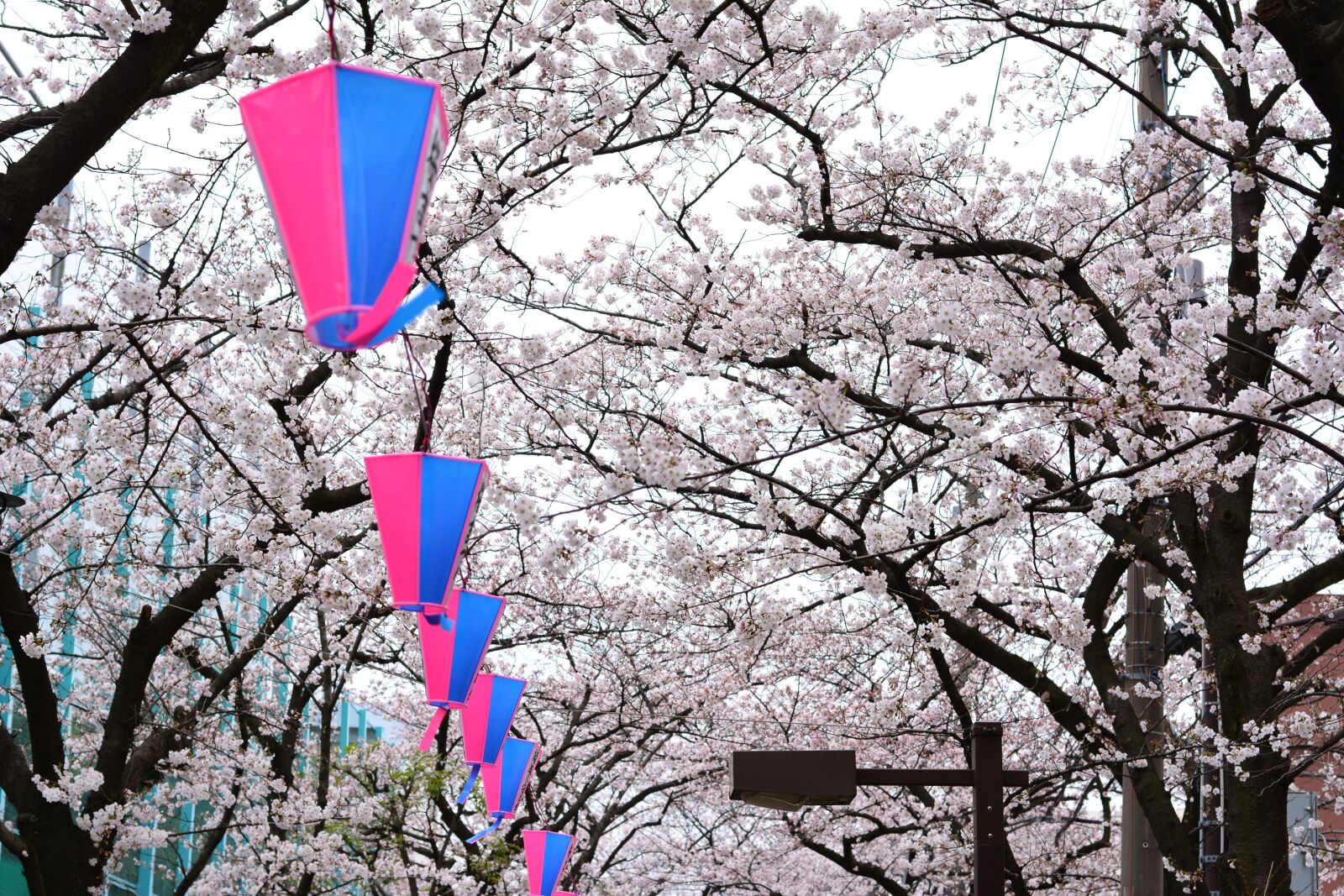 Nikon D5200 sample photo. Japan, cherry blossom, full photography