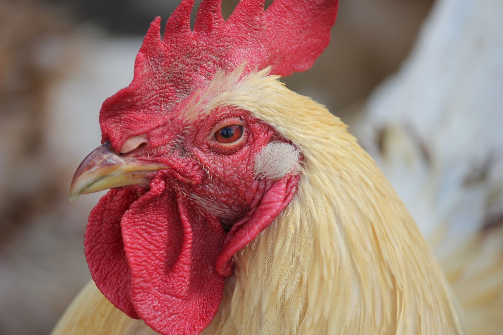 Canon EOS 550D (EOS Rebel T2i / EOS Kiss X4) sample photo. Hahn, farm, animal photography