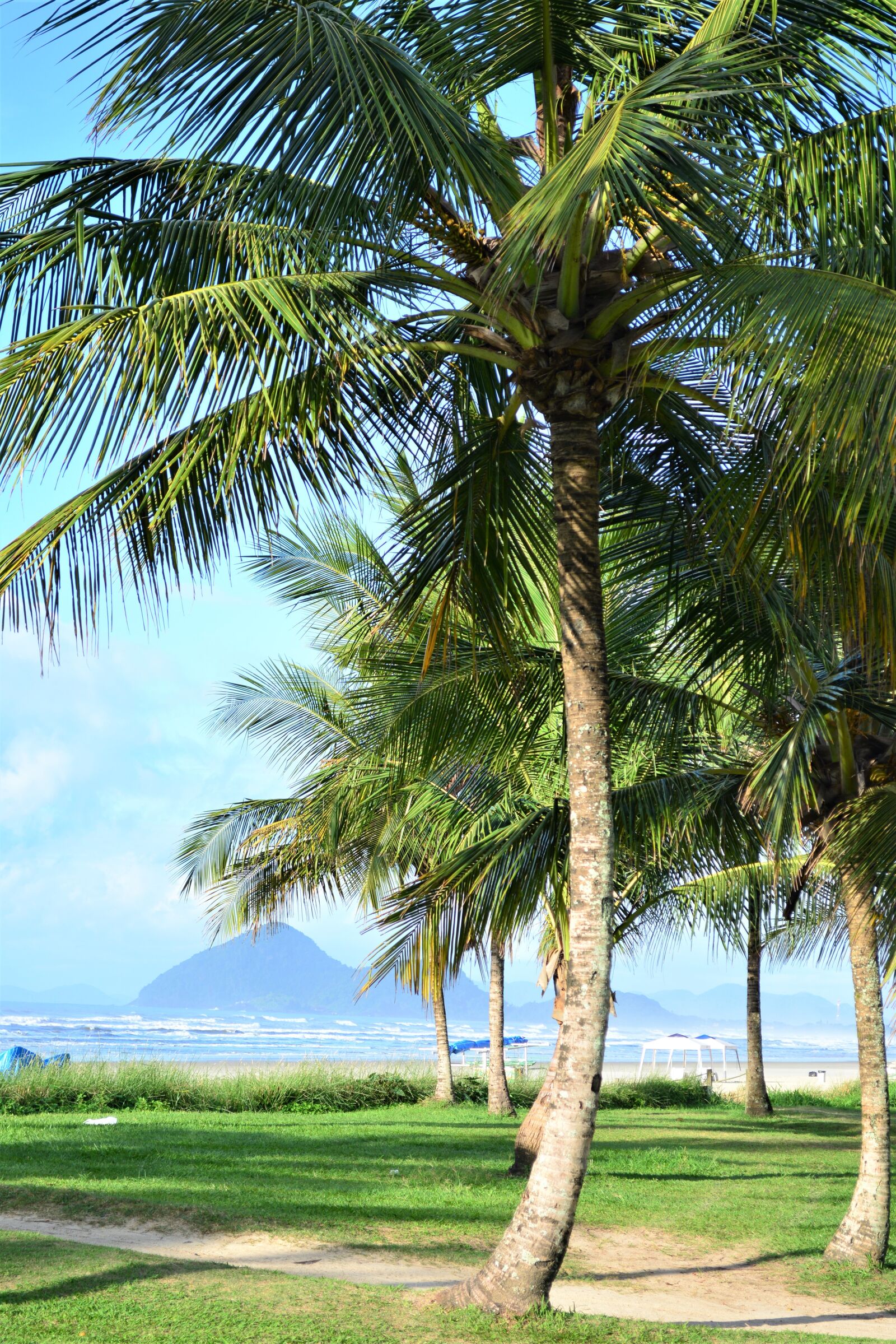 Nikon D5200 sample photo. Coconut tree, beach, sand photography