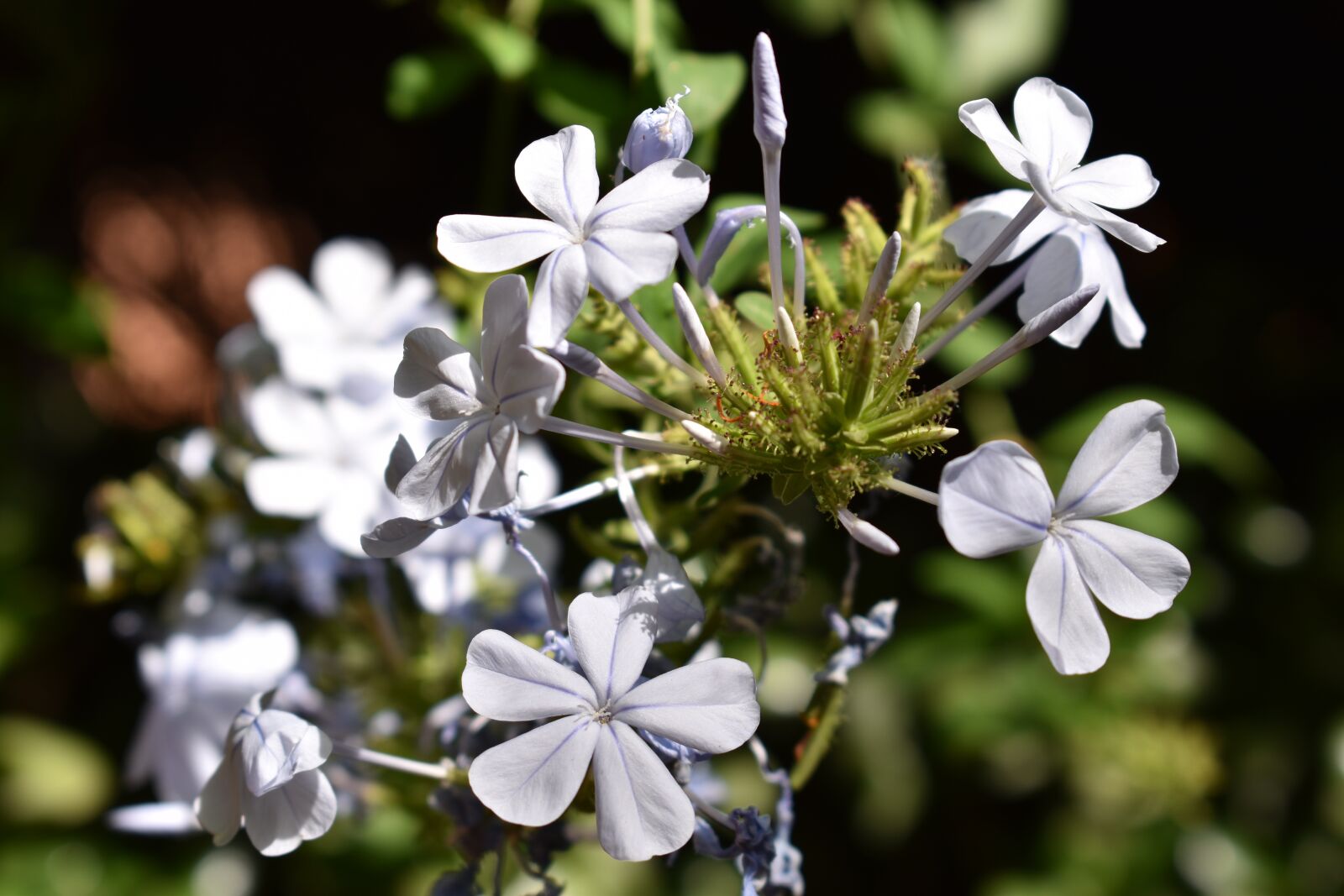 Nikon D5500 sample photo. Flower, plumbago, nature photography