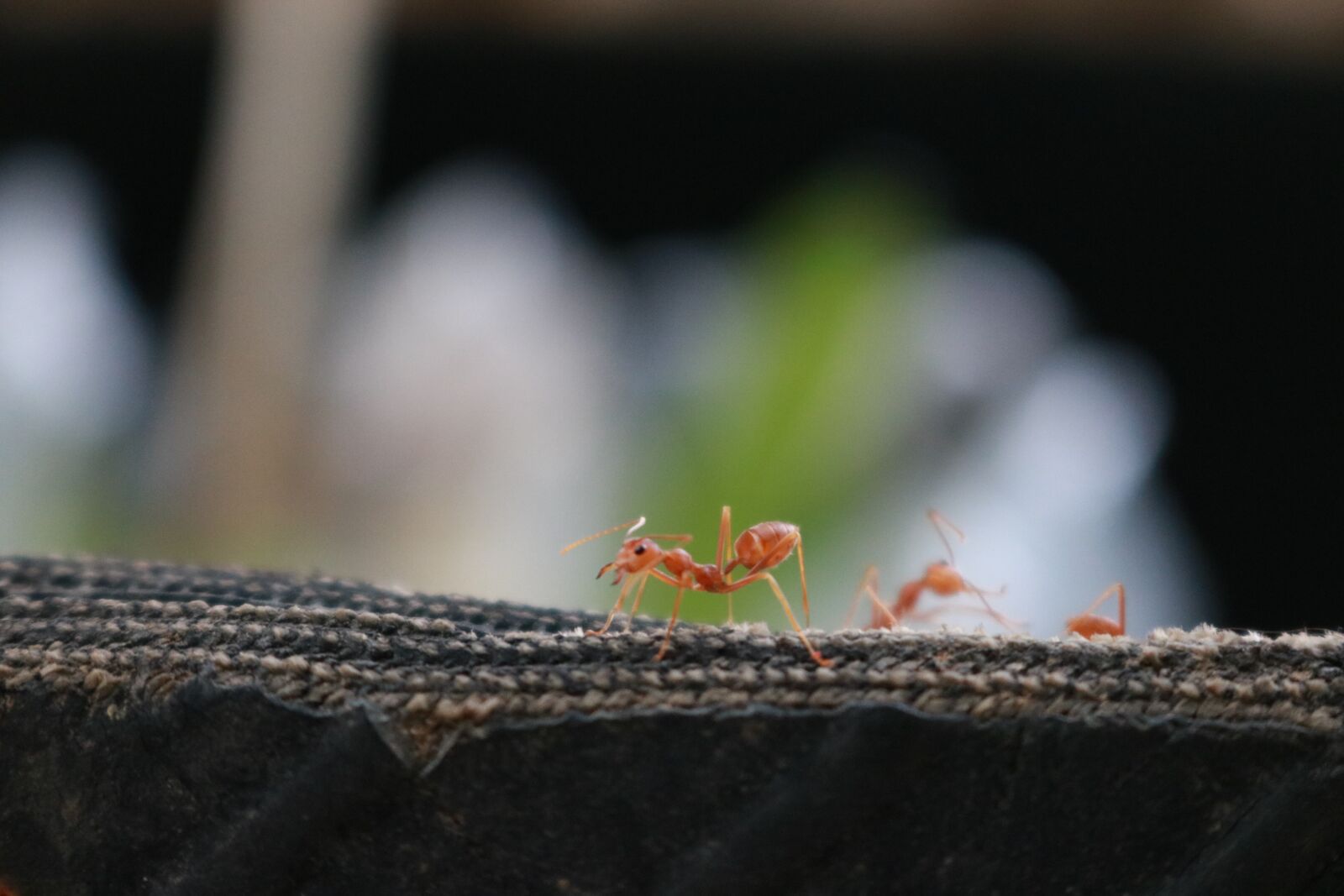 Canon EOS 750D (EOS Rebel T6i / EOS Kiss X8i) sample photo. Ant, animal, thailand photography