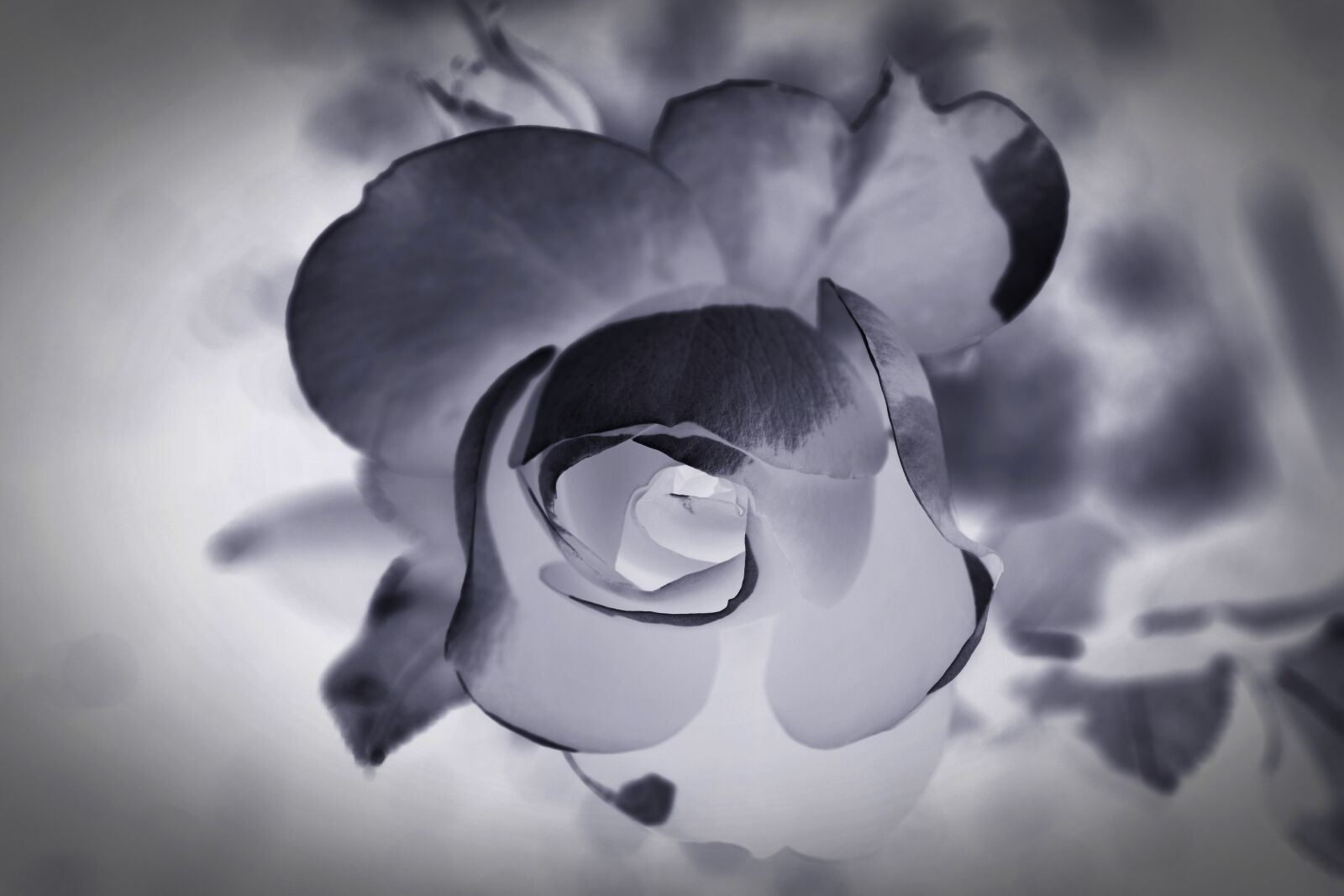 Nikon D5200 sample photo. Mourning, rose, memory photography