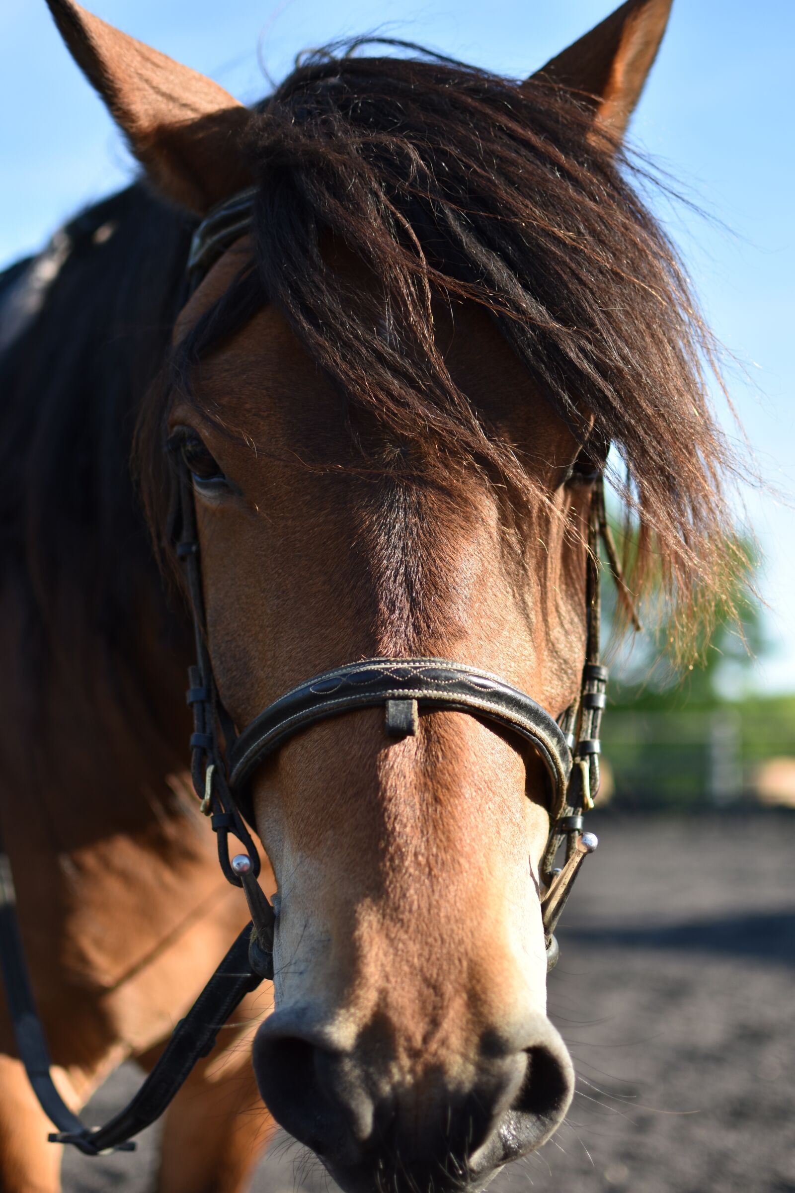 Nikon D3400 sample photo. Horse, equine, equestrian photography