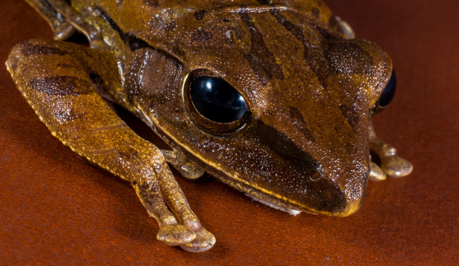 Nikon D5200 sample photo. Tree frog, anuran, frog photography