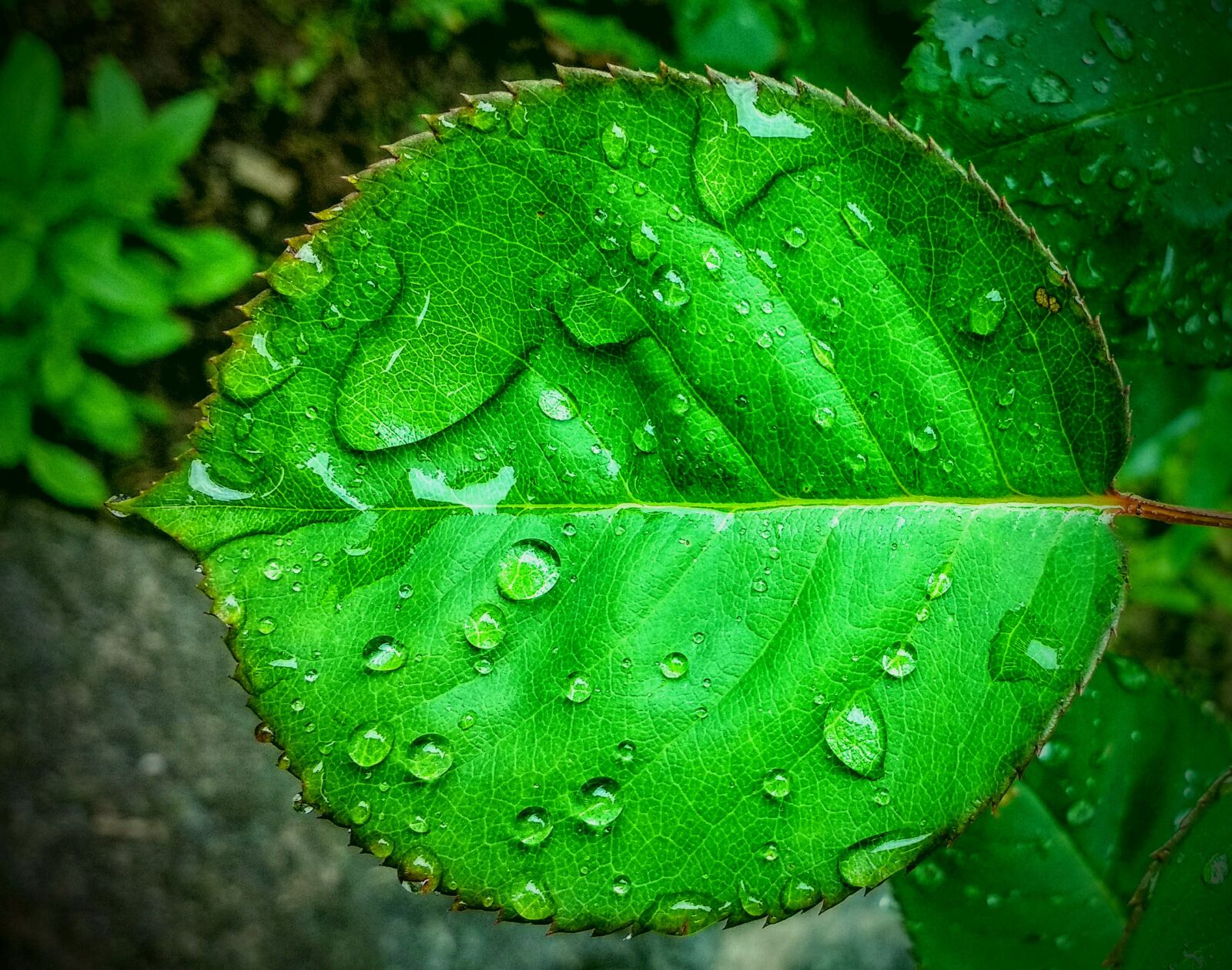 Motorola Moto G (4) sample photo. Leaf, water drops, nature photography