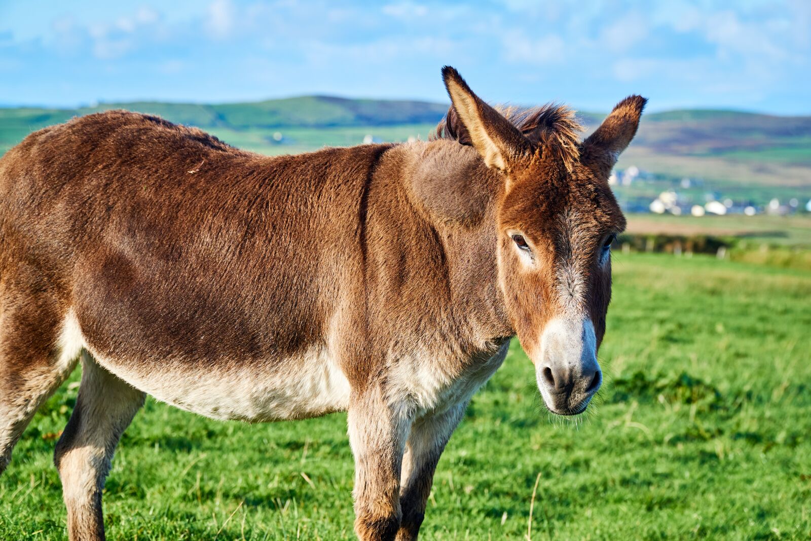 Sony a6000 sample photo. Ireland, donkey, mammal photography