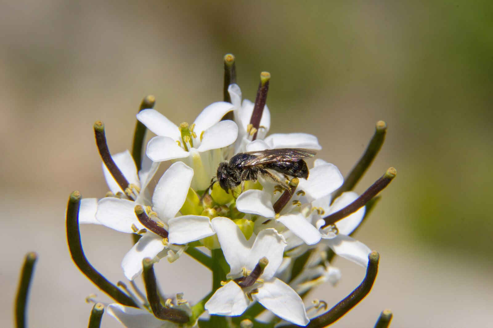 Canon EOS 600D (Rebel EOS T3i / EOS Kiss X5) sample photo. Insects, flower, macro photography