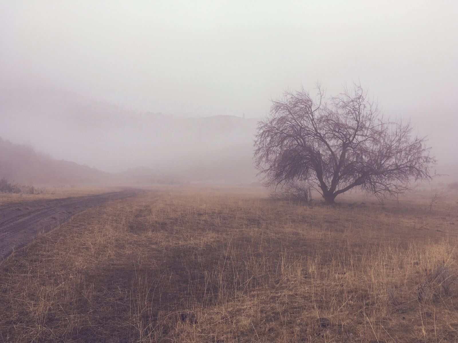 Apple iPhone SE sample photo. Fog, tree, landscape photography