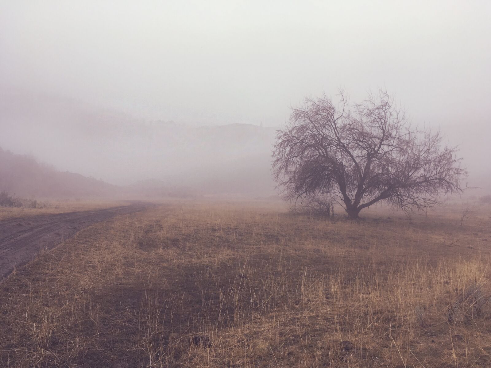 iPhone SE back camera 4.15mm f/2.2 sample photo. Fog, tree, landscape photography