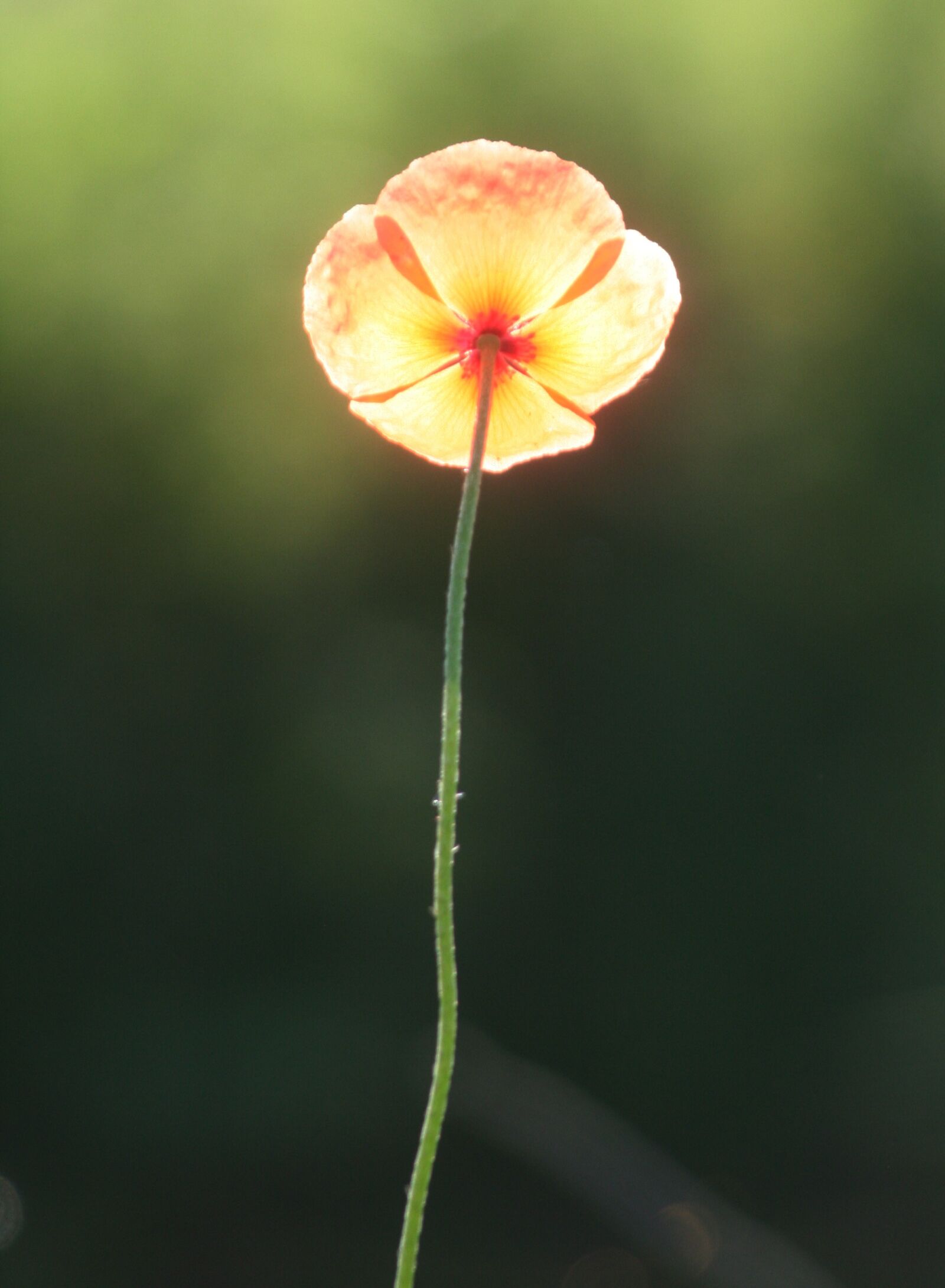 Canon EOS 350D (EOS Digital Rebel XT / EOS Kiss Digital N) sample photo. Flower, rod, poppies photography