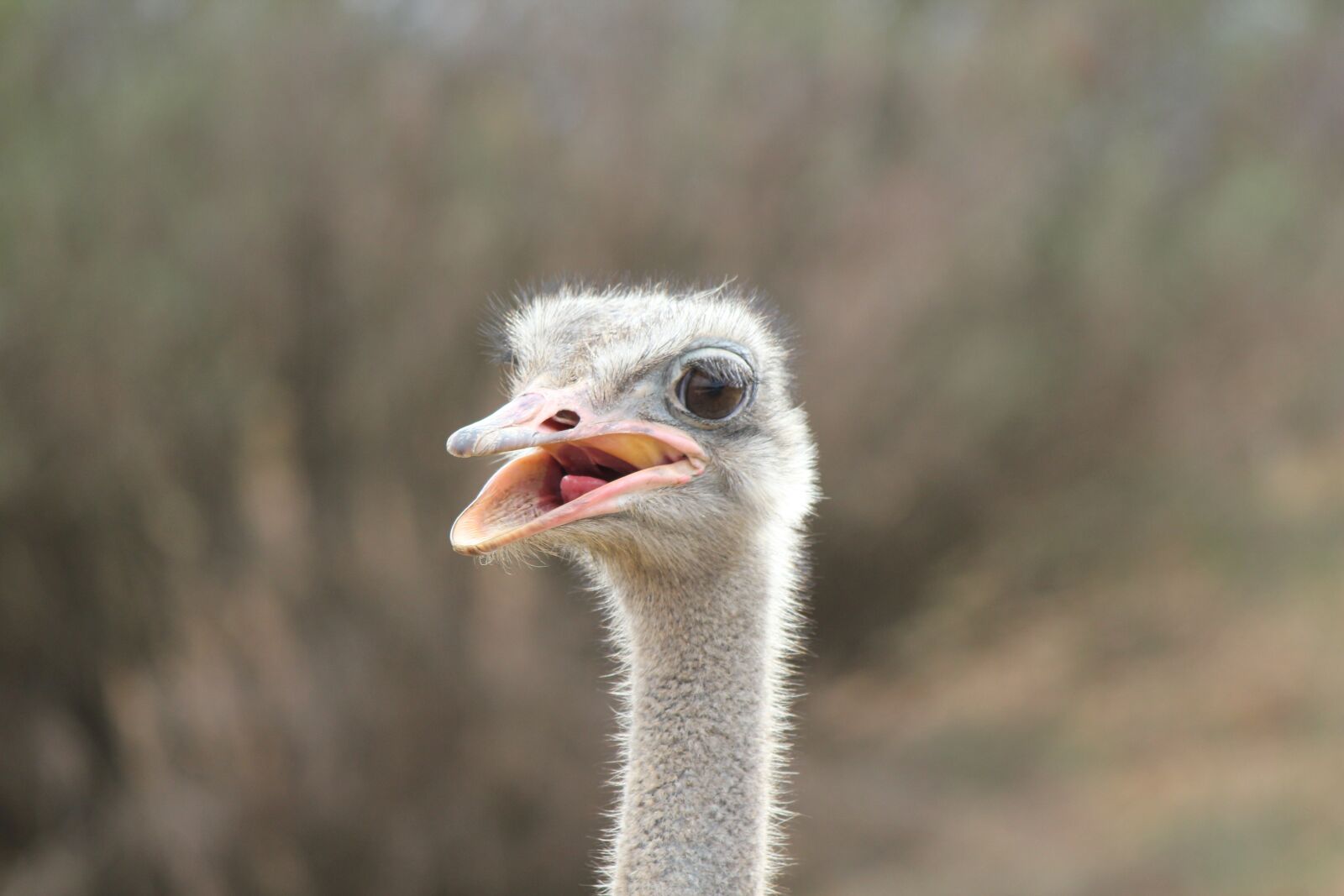 Canon EOS 550D (EOS Rebel T2i / EOS Kiss X4) sample photo. Ostrich, animal, wildlife photography