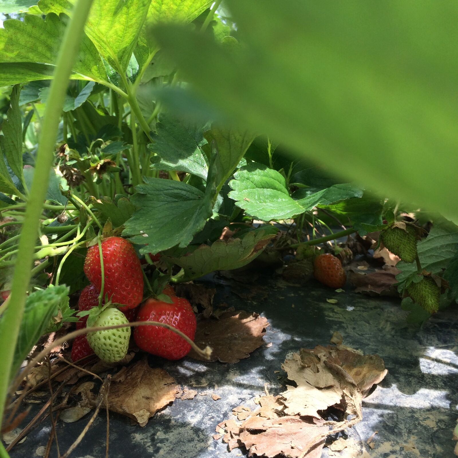 iPhone 5s back camera 4.15mm f/2.2 sample photo. Farm, fruit, leaves, strawberries photography