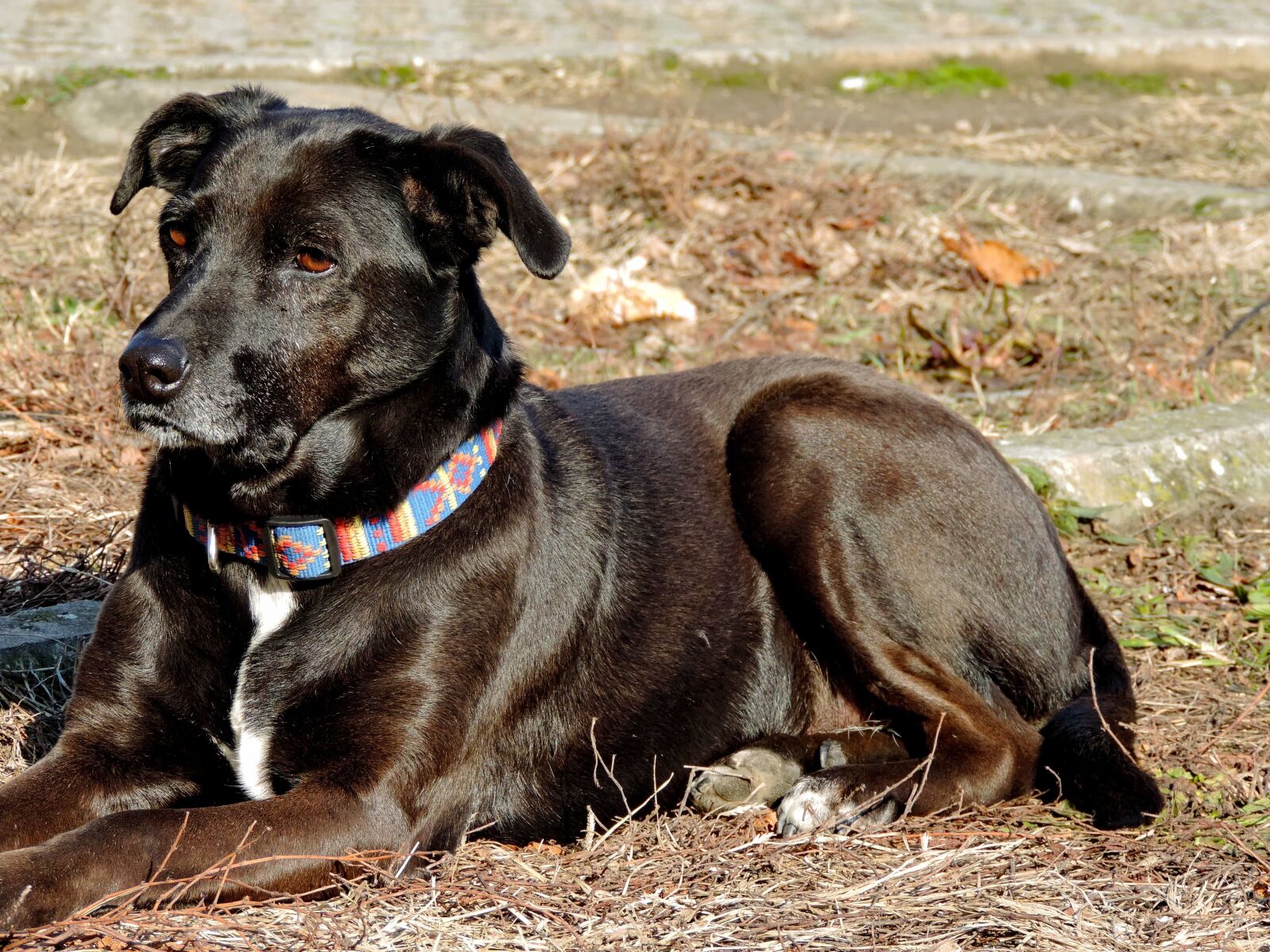 Nikon Coolpix P520 sample photo. Hunting dog, canine, dog photography