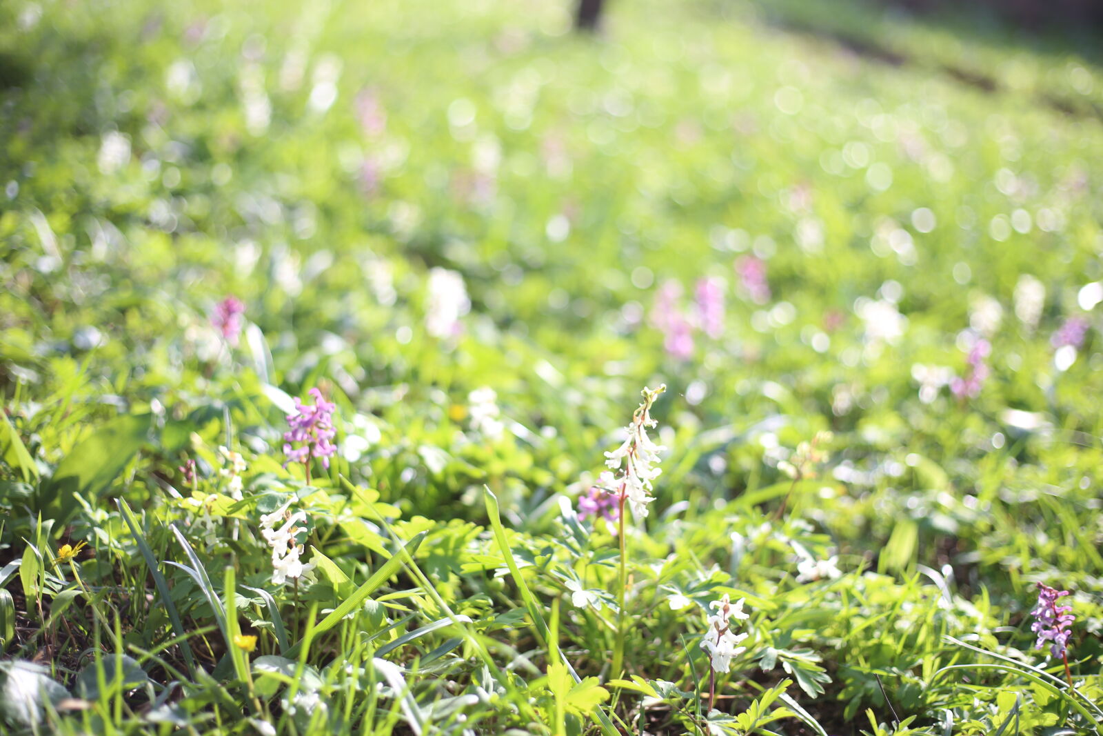 Canon EOS 6D + Canon EF 50mm F1.8 STM sample photo. Flower, meadow, flower, wallpaper photography