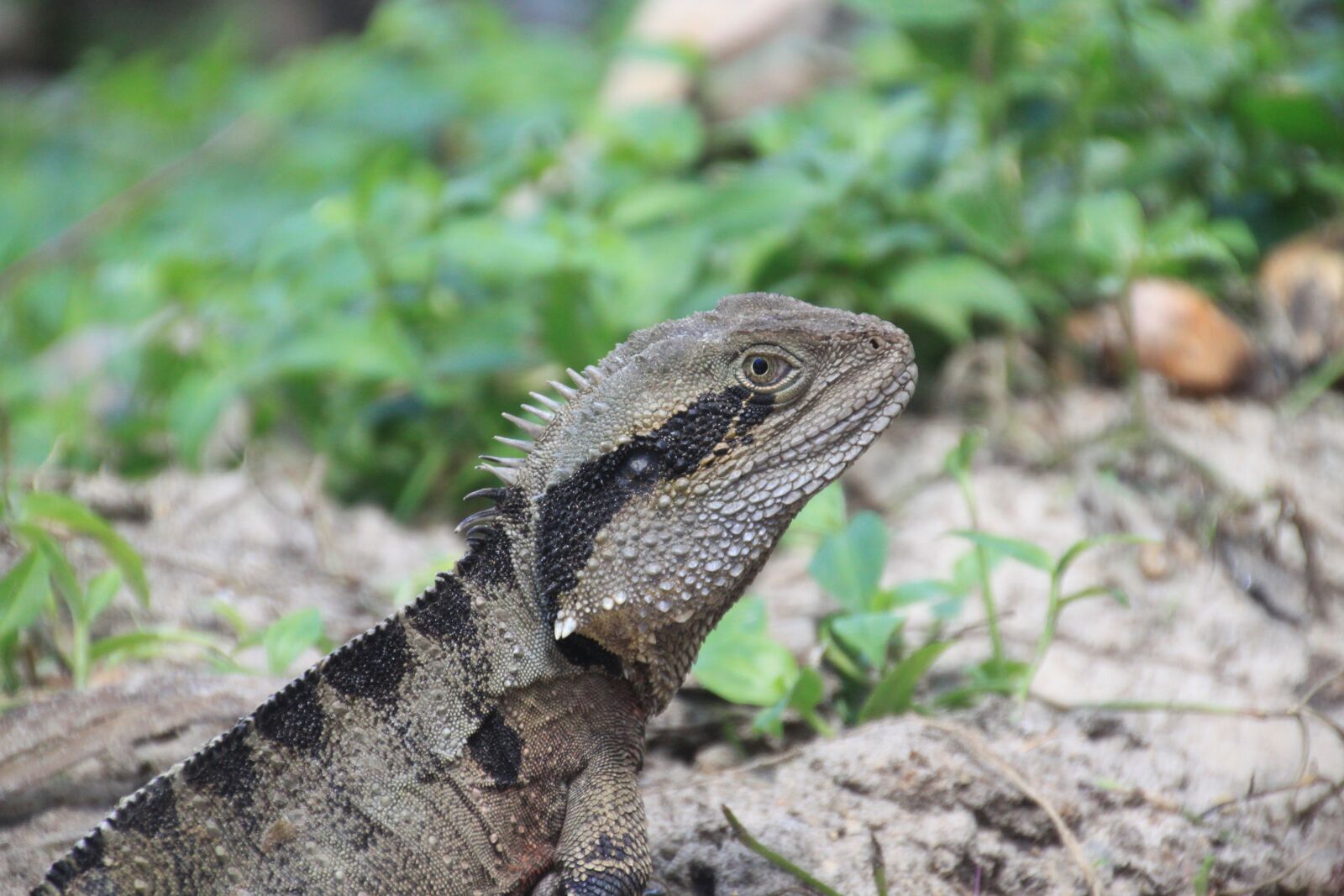 Canon EOS 500D (EOS Rebel T1i / EOS Kiss X3) sample photo. Lizard, reptile, animal photography