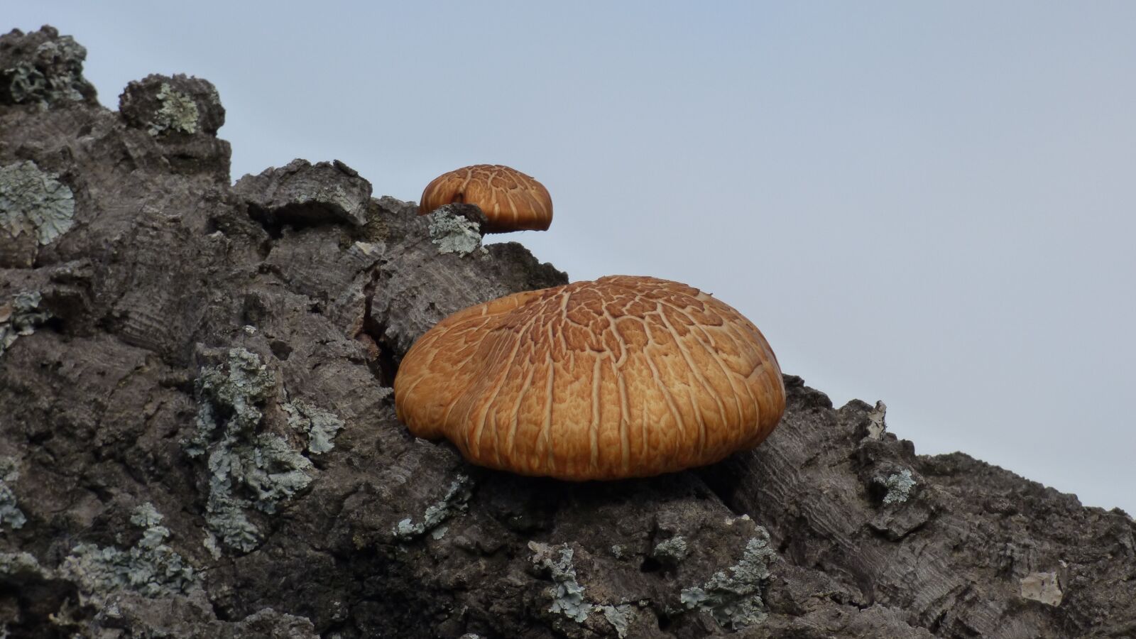 Panasonic DMC-FZ72 sample photo. Mushroom, tree, trunk photography