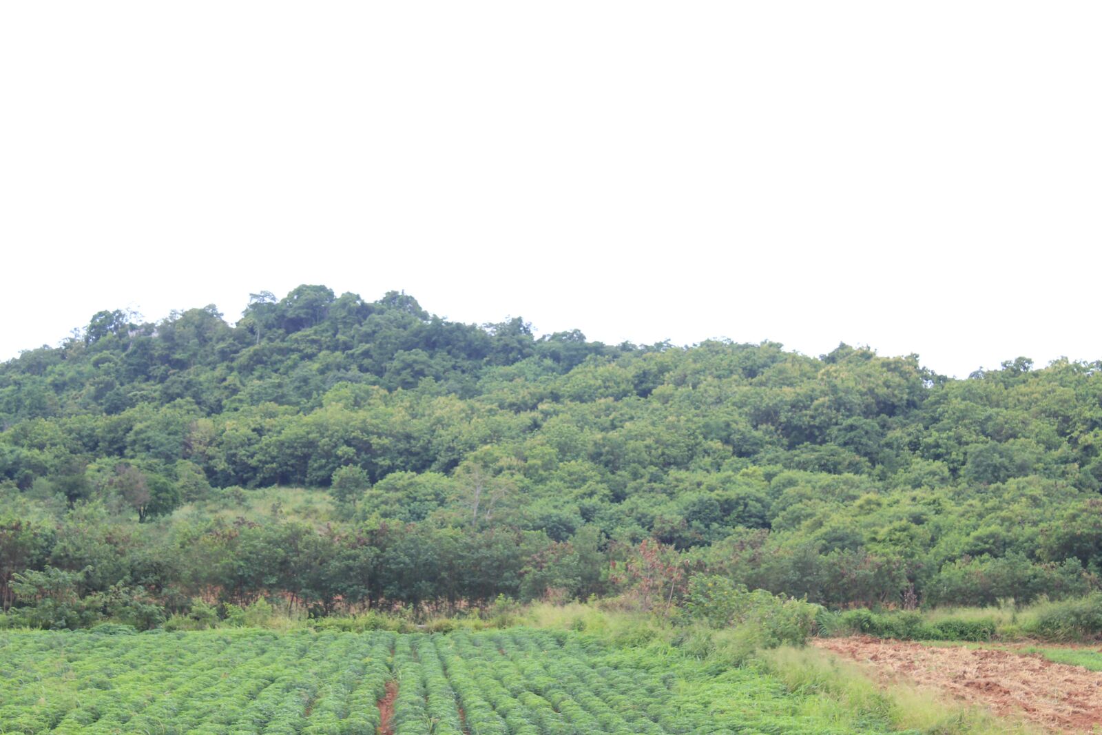 Canon EOS 550D (EOS Rebel T2i / EOS Kiss X4) sample photo. Natural, nature, plant photography