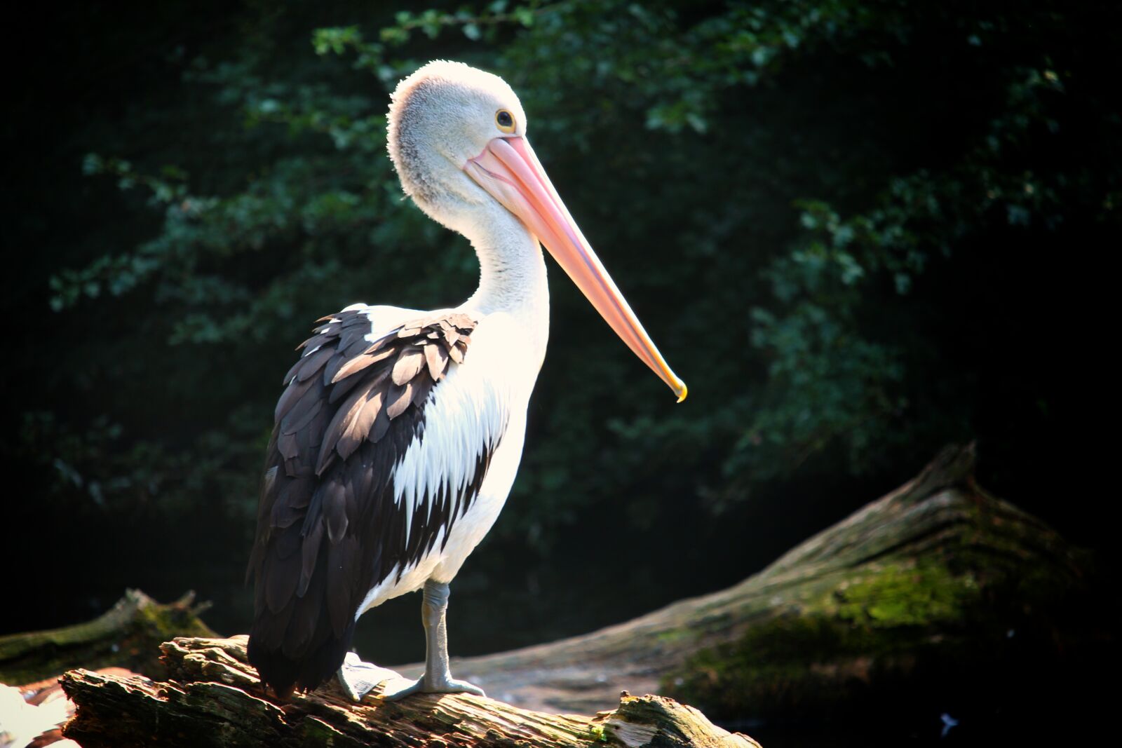 Canon EOS 1300D (EOS Rebel T6 / EOS Kiss X80) sample photo. Pelican, bird, water bird photography