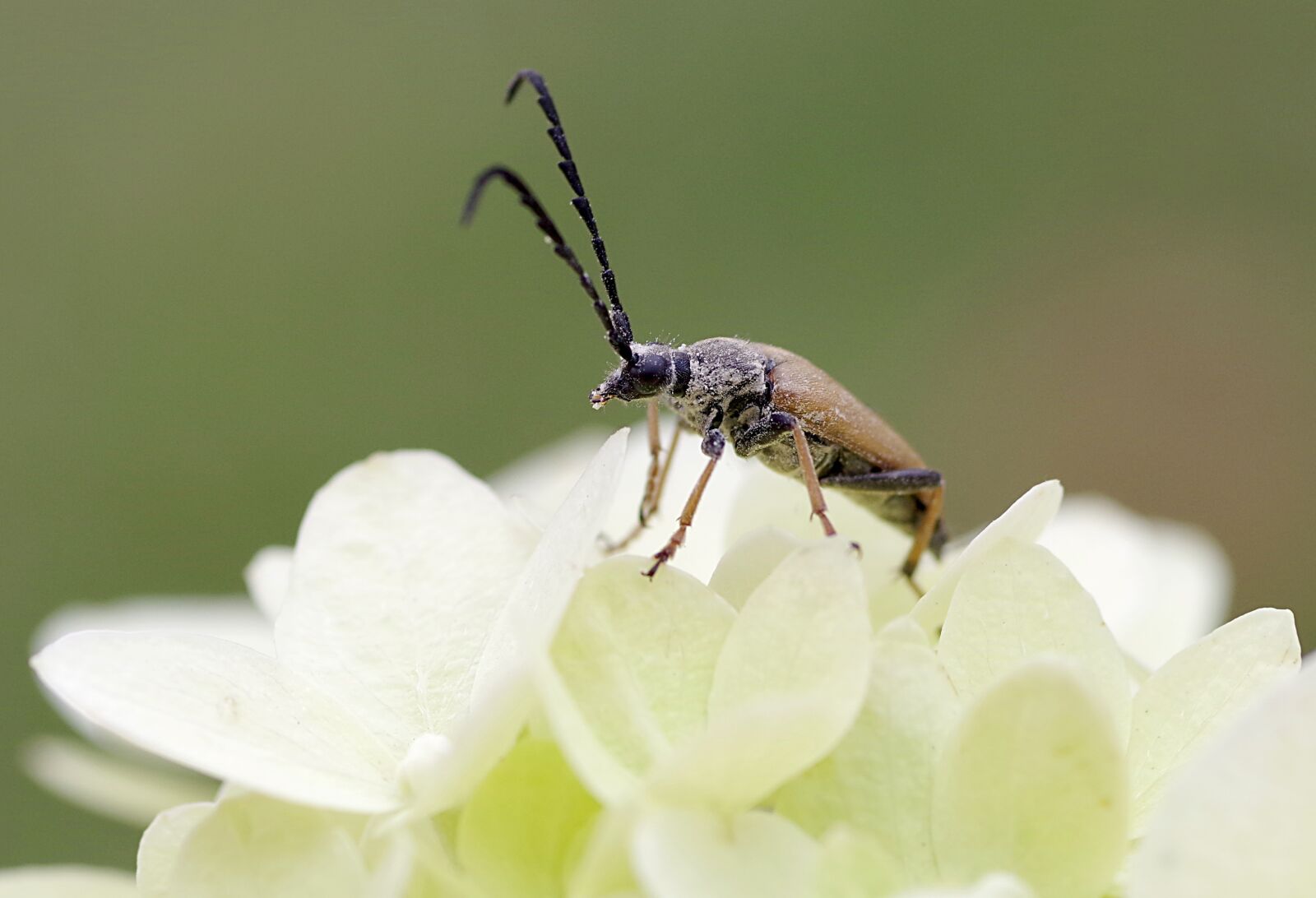 Pentax K-S2 sample photo. K zkowate, the beetle photography