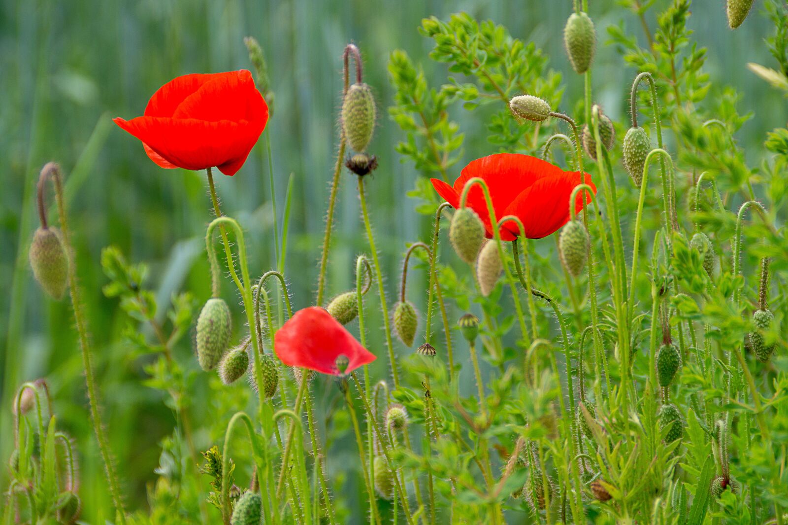 Sony SLT-A58 + Sony DT 18-200mm F3.5-6.3 sample photo. Poppies, red, meadow photography