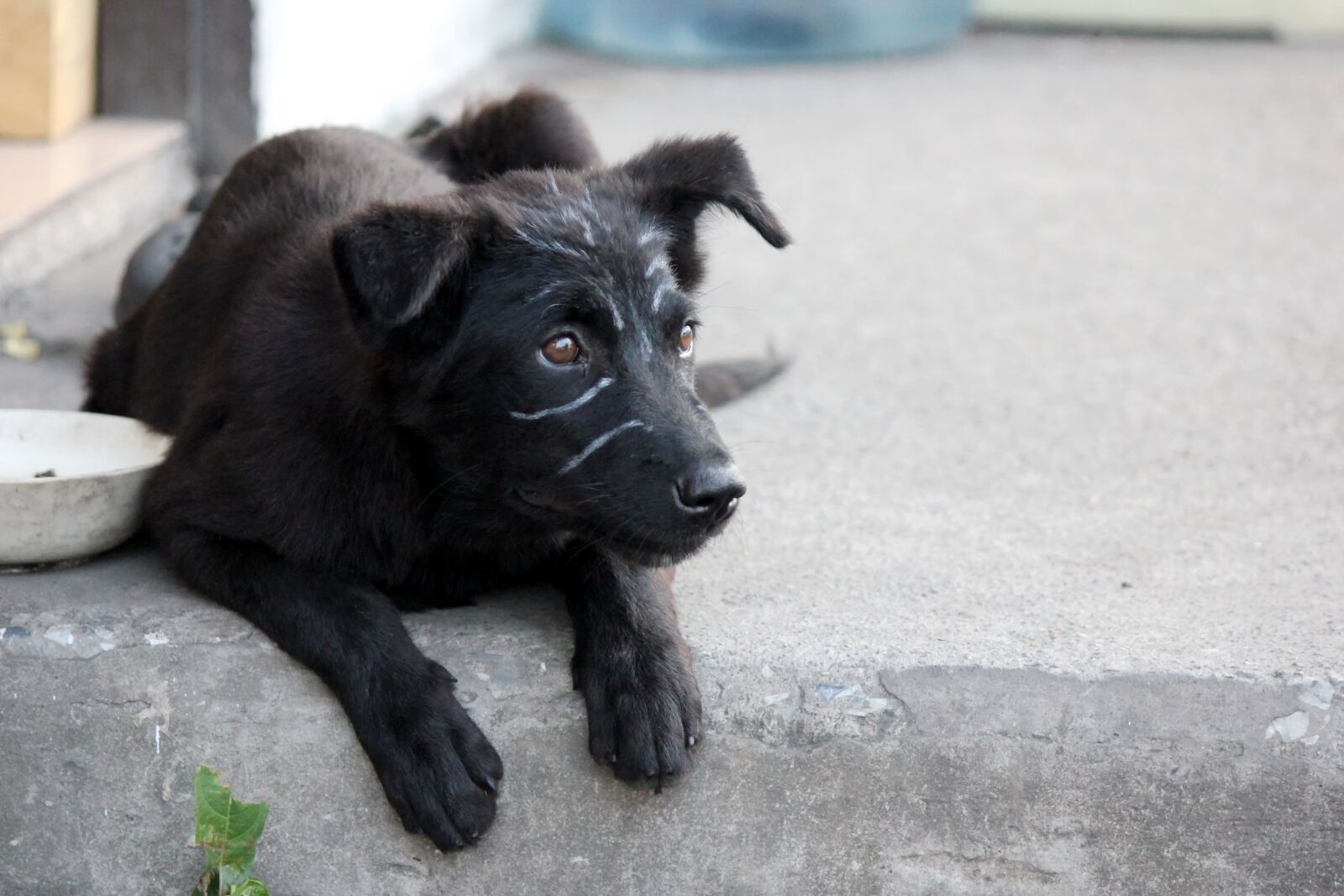 Canon EOS 550D (EOS Rebel T2i / EOS Kiss X4) sample photo. Dog, puppy, lie about photography