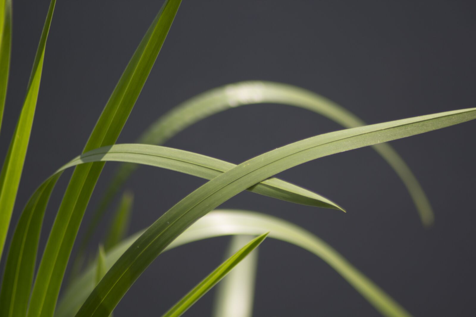 Canon EOS 60D sample photo. Reeds, nature, plant photography