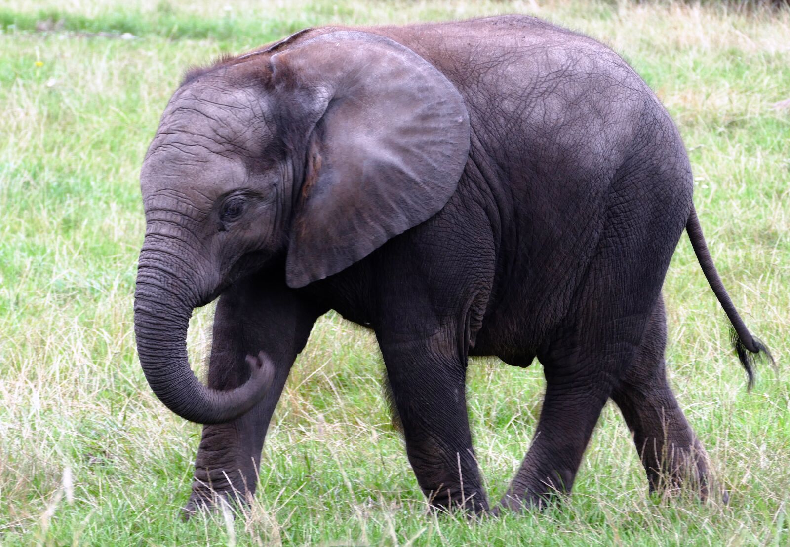Panasonic Lumix DMC-FZ1000 sample photo. Animal, big, elephant, endangered photography