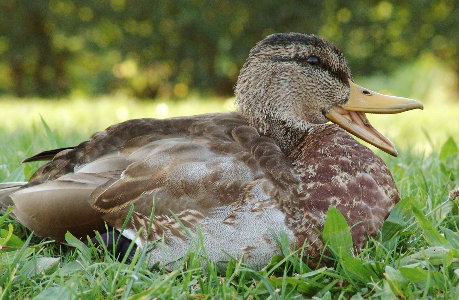 Sony DSC-F828 sample photo. Duck, bird, animal photography