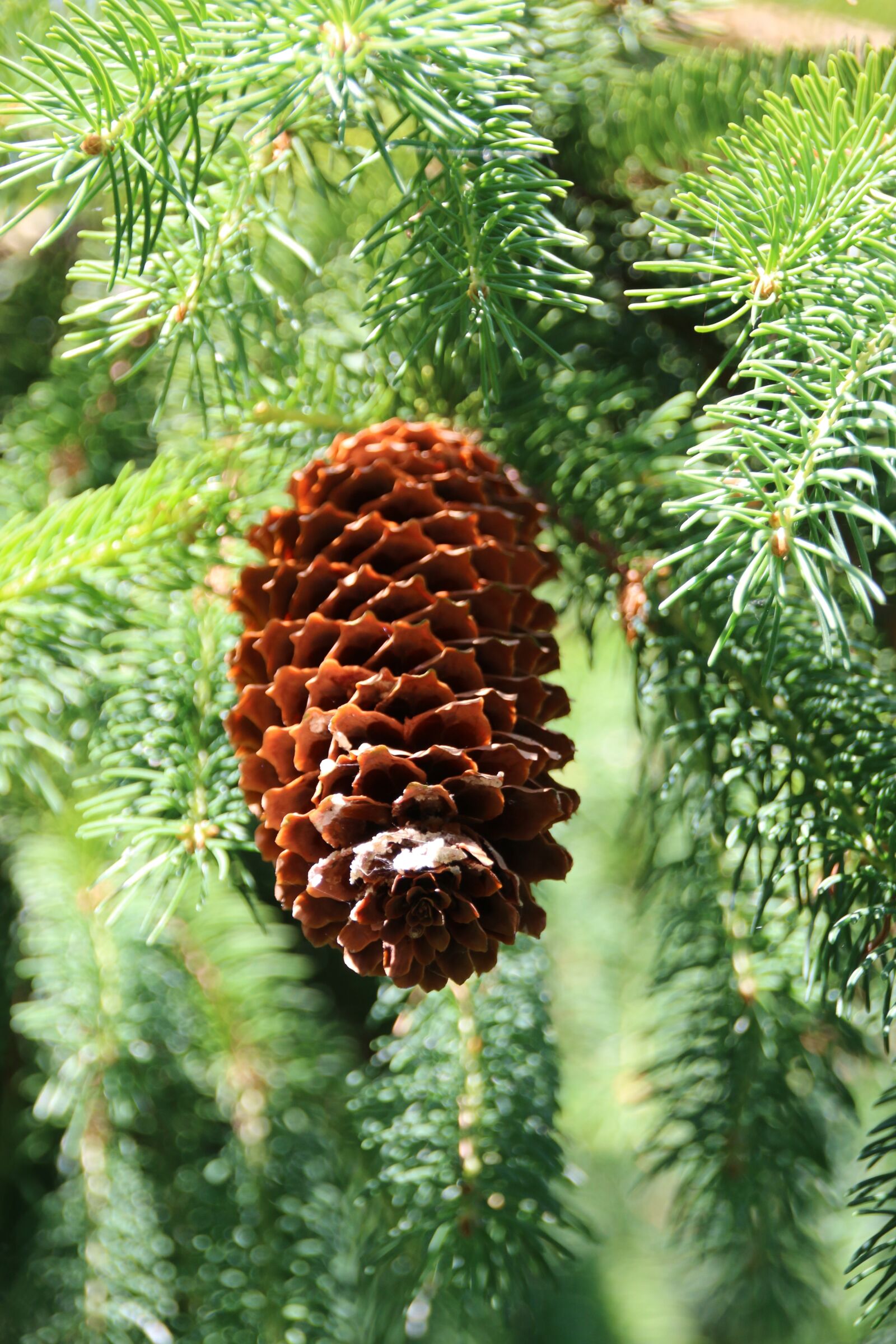 Canon EOS 70D sample photo. Pine cones, needles, nature photography