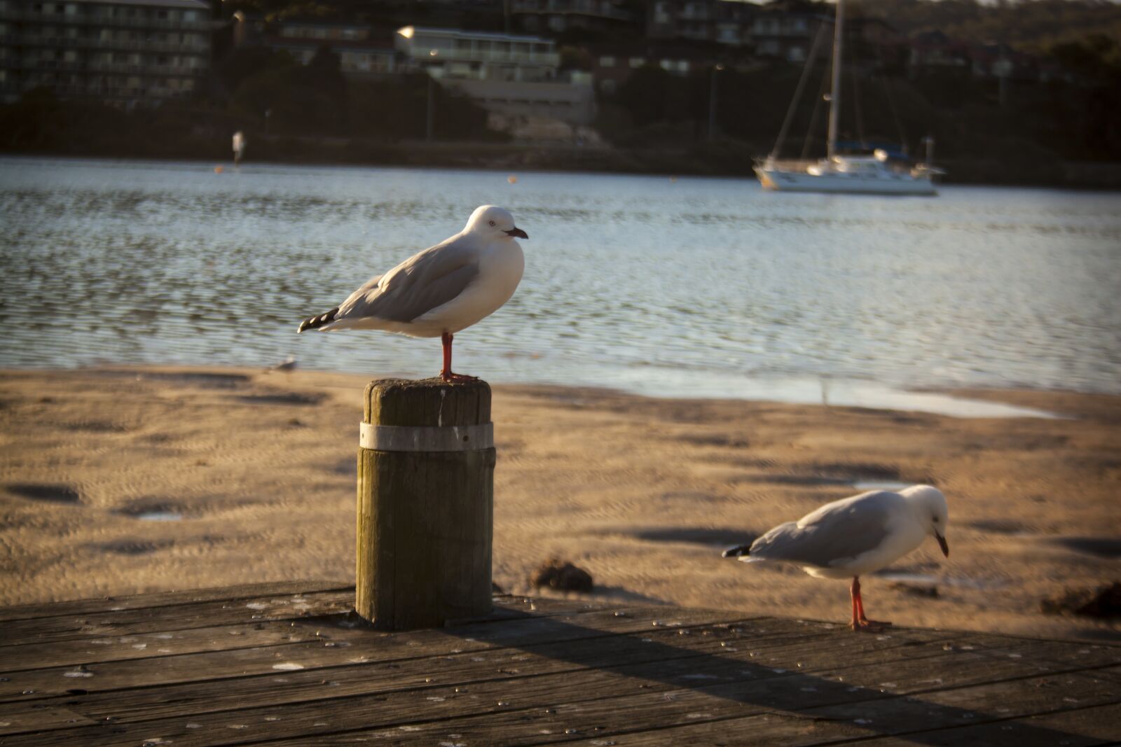 Canon EF-S 18-55mm F3.5-5.6 II sample photo. Bird, water, lake photography