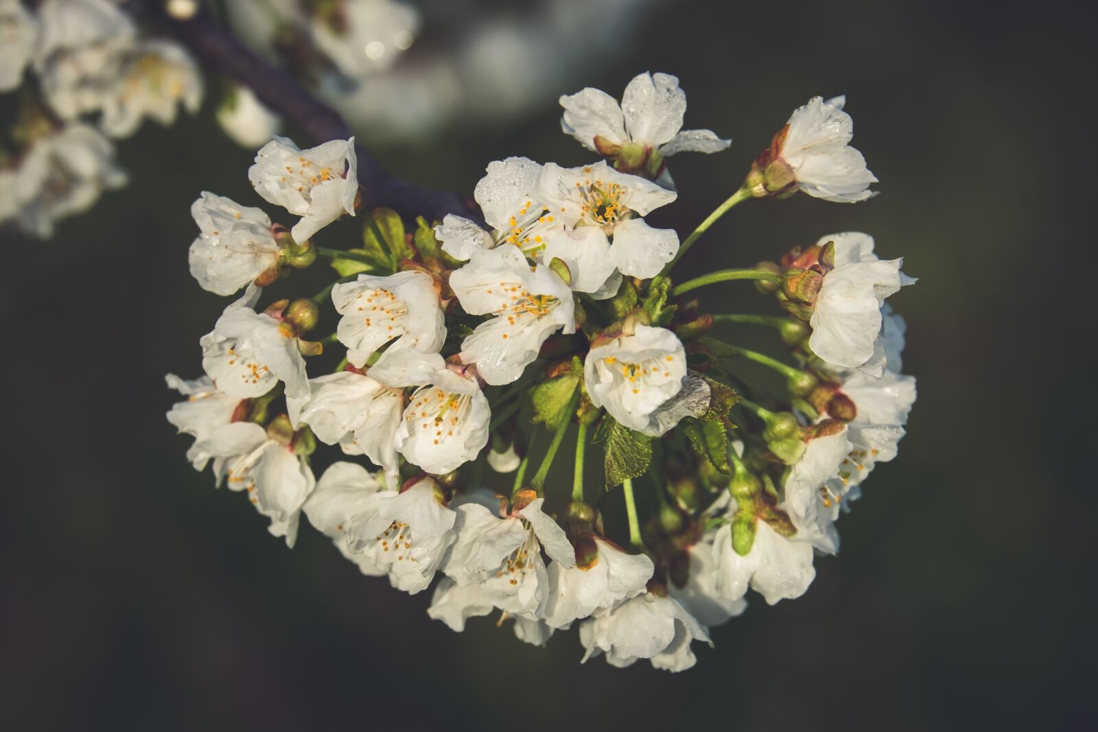 Fujifilm XF 55-200mm F3.5-4.8 R LM OIS sample photo. Cherry blossoms, tree, branch photography