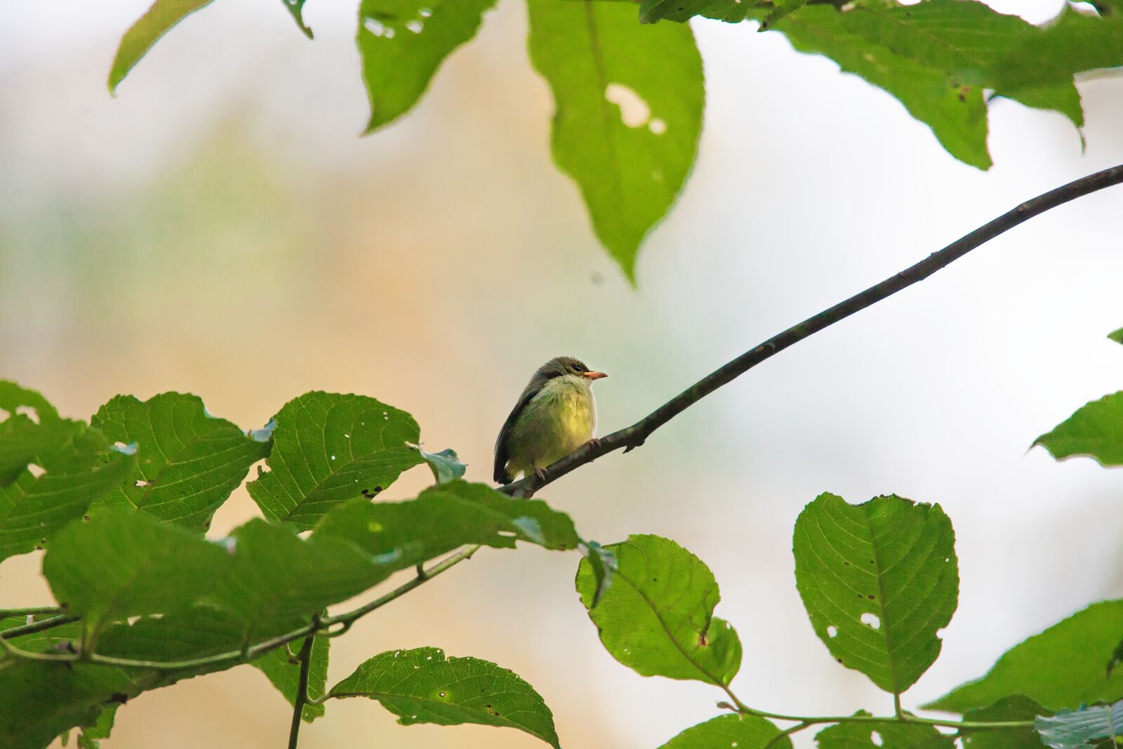 Canon EOS 5D Mark II sample photo. Wild birds, small, tropical photography