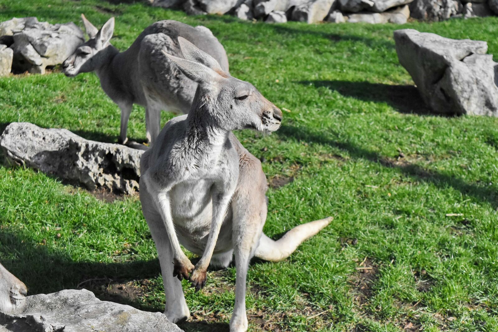 Nikon D5500 sample photo. Animals, australia, kangaroo, grass photography