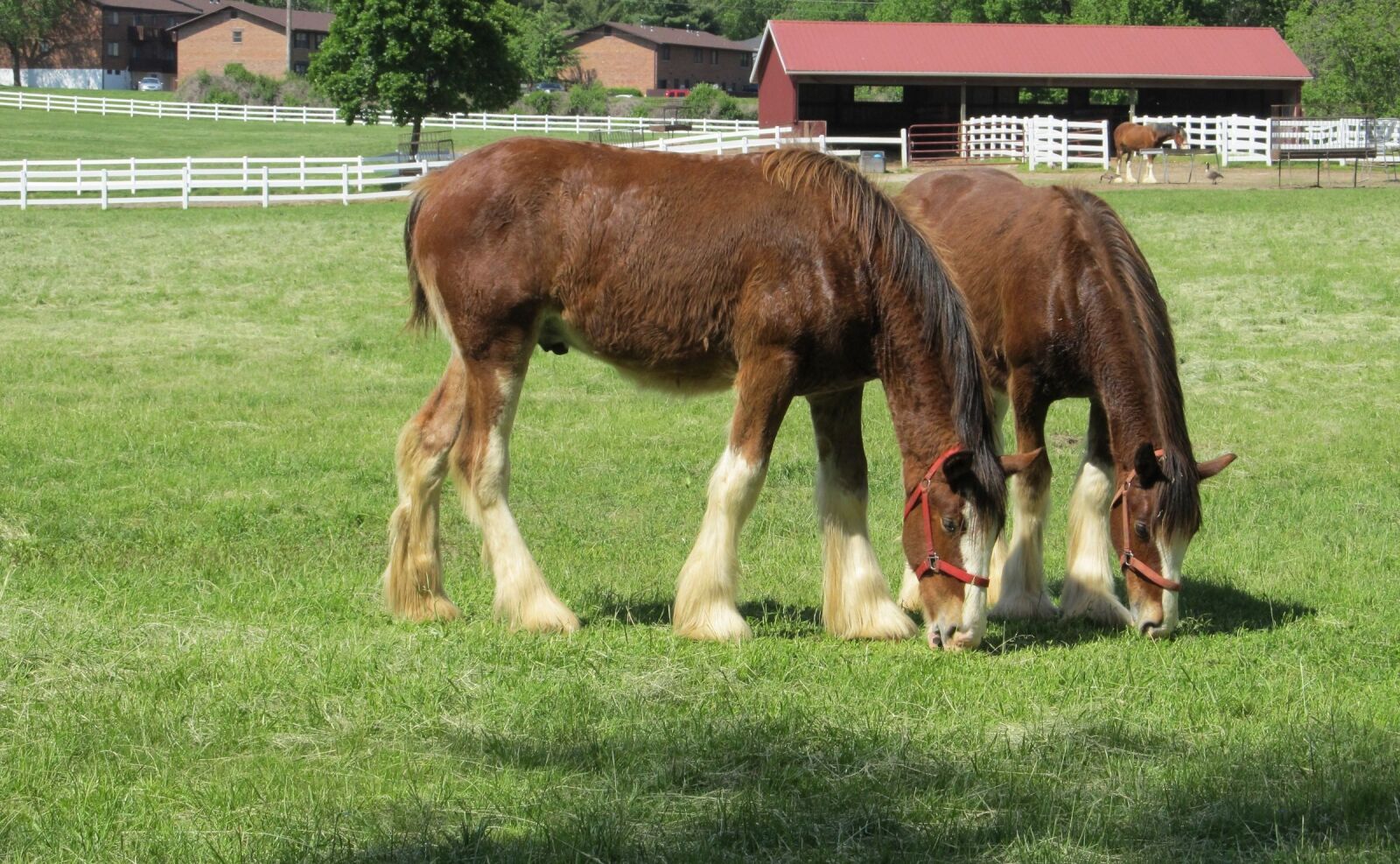 Canon PowerShot SX130 IS sample photo. Clydesdales, horses, yearlings photography