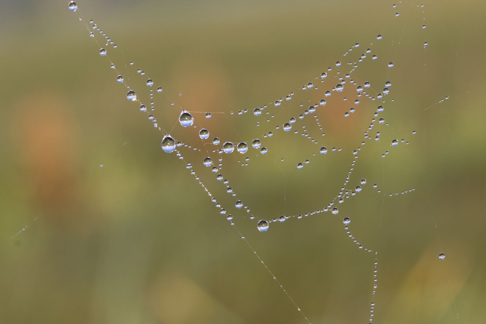 Canon EF 100mm F2.8L Macro IS USM sample photo. Cobweb, web, dew photography