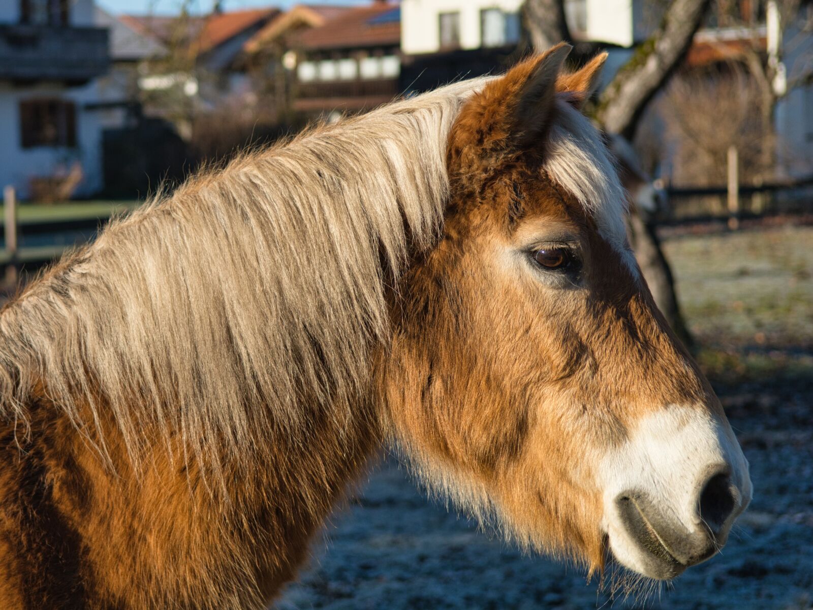 Nikon D7100 sample photo. Head, horse, pony photography