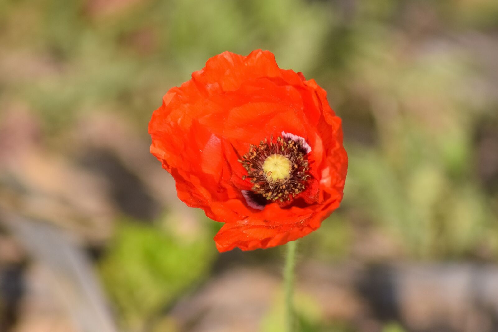 Nikon D3300 sample photo. Poppy, flower, nature photography