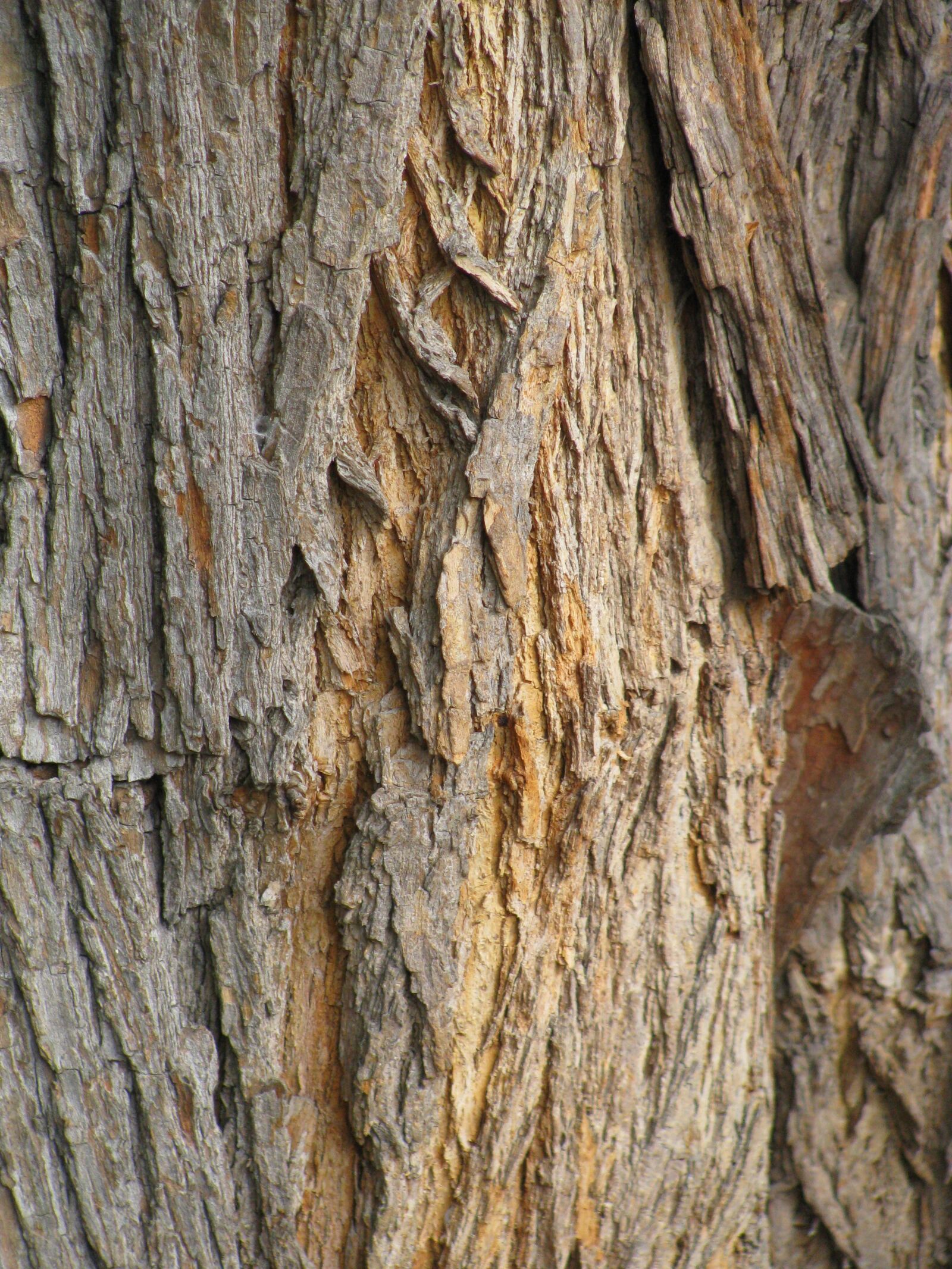 Canon POWERSHOT SX100 IS sample photo. Wood, rough, bark photography