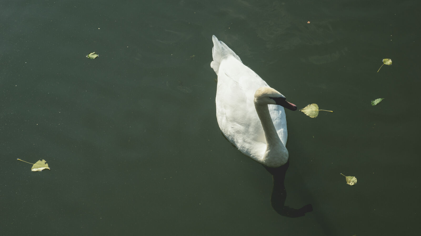 24-70mm F2.8-2.8 SSM sample photo. Animals, nature, swan, water photography