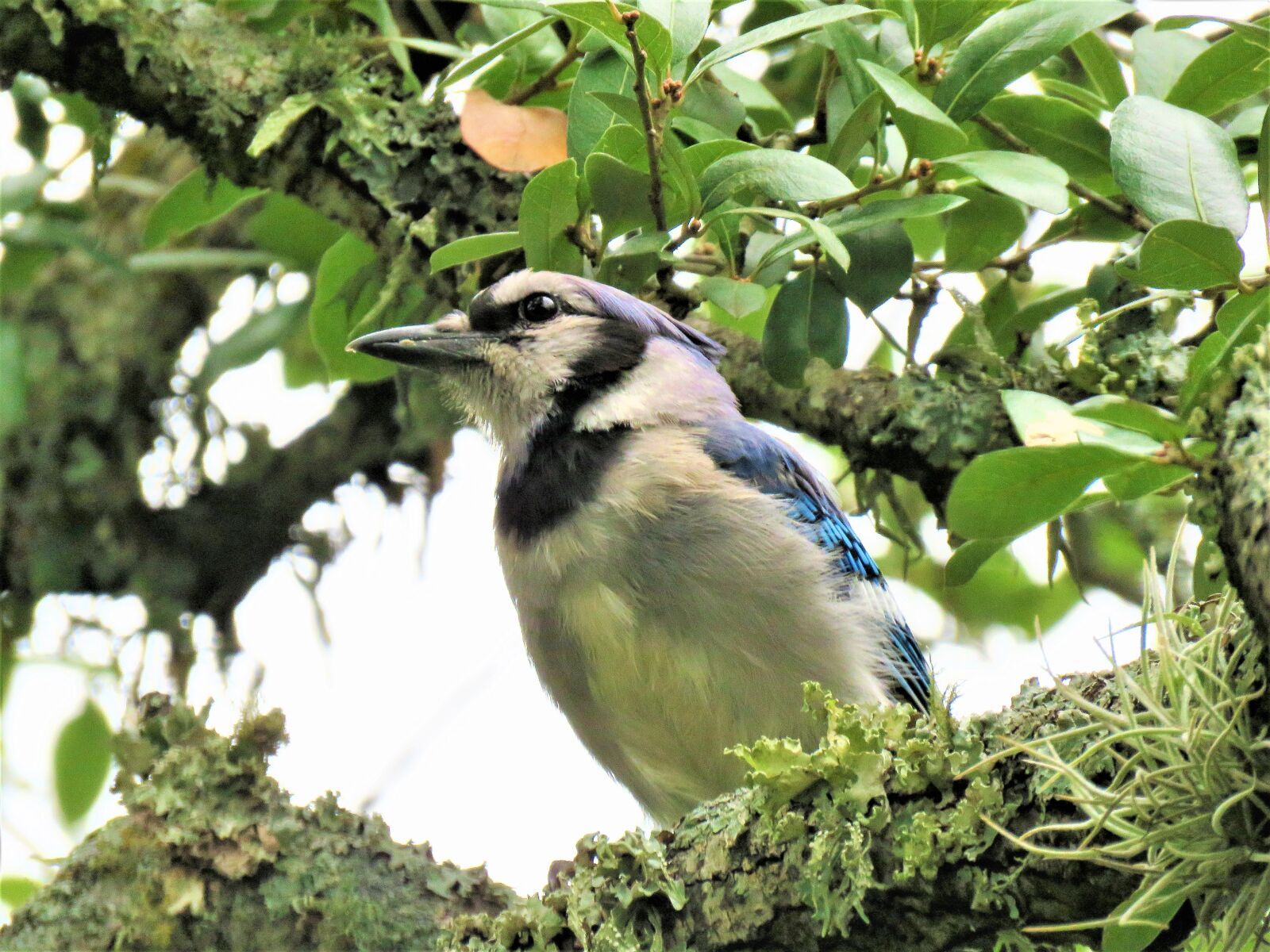Canon PowerShot SX60 HS sample photo. Bird, blue jay, blue photography