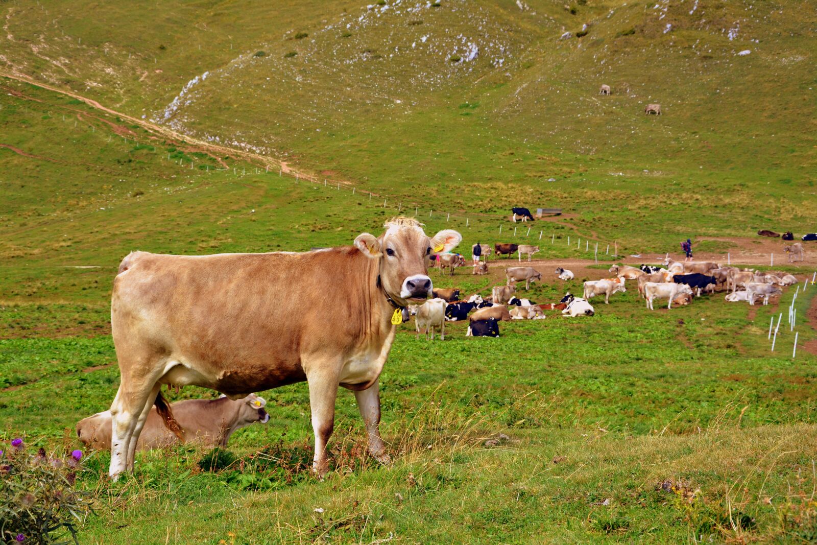 Nikon D7100 sample photo. Cow, prato, mountain photography