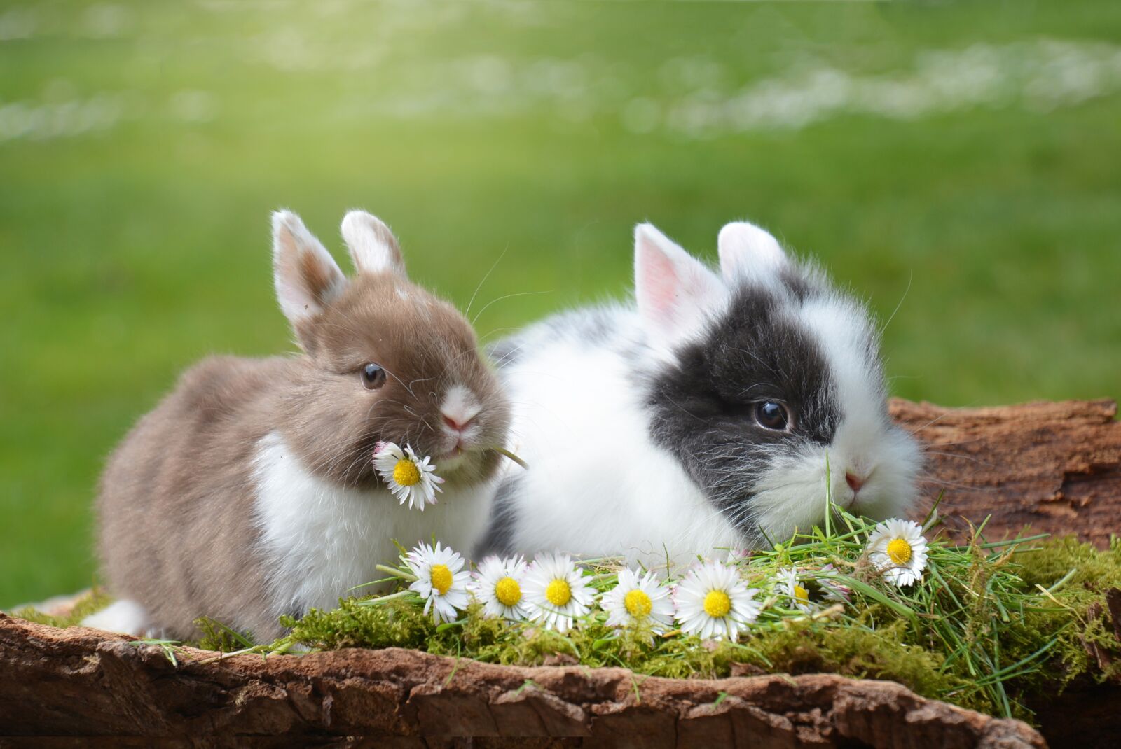 Nikon D7100 sample photo. Rabbit, easter, hare photography