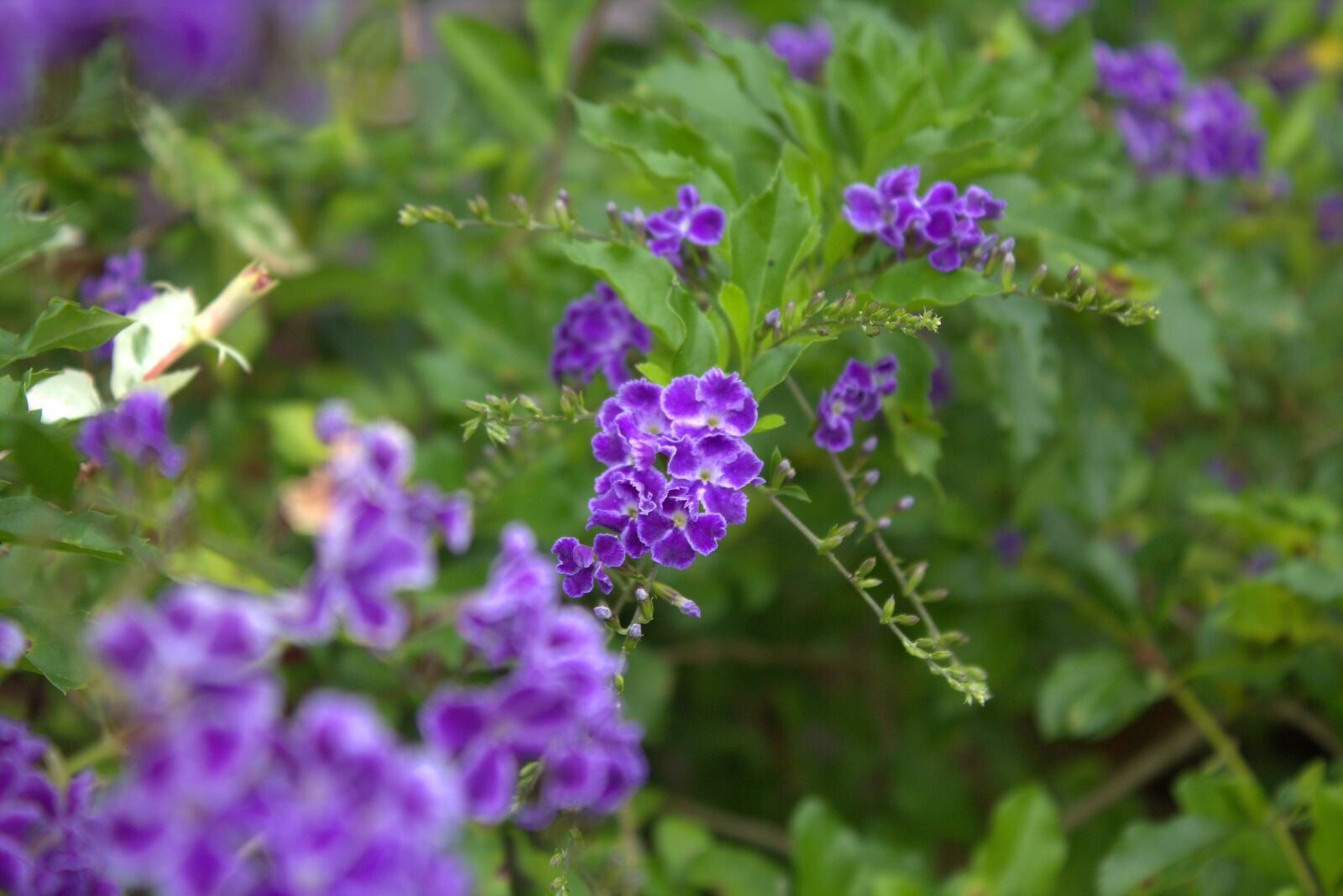 Canon EOS 650D (EOS Rebel T4i / EOS Kiss X6i) sample photo. Belize, flowers, plant photography