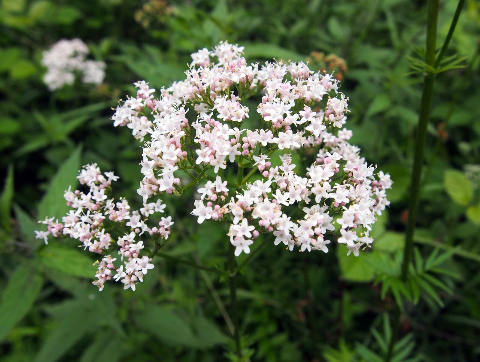 Olympus PEN E-PL3 sample photo. Valerian, blossom, bloom photography